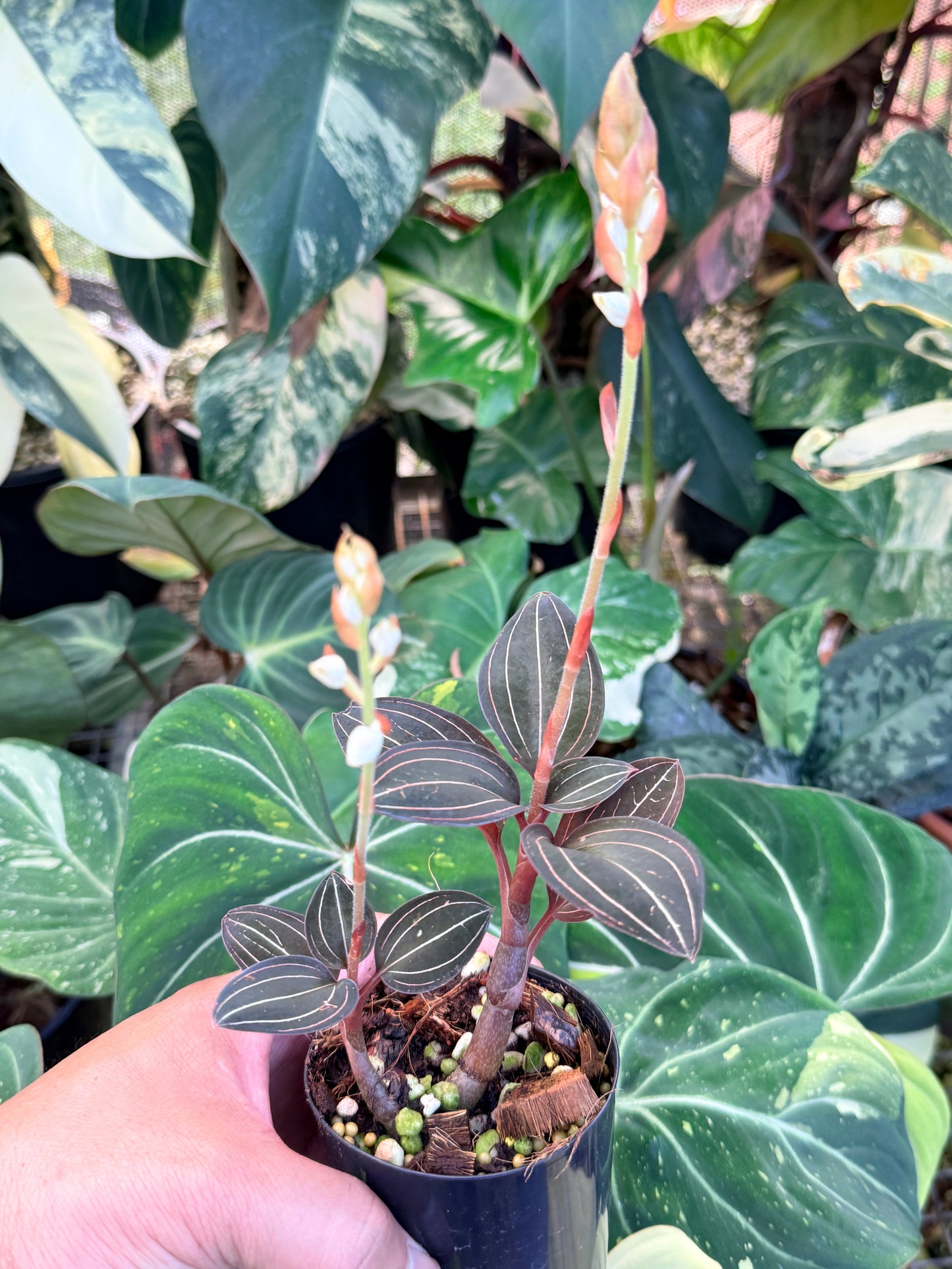 Ludisia discolor 'Black Jewel Orchid' P8