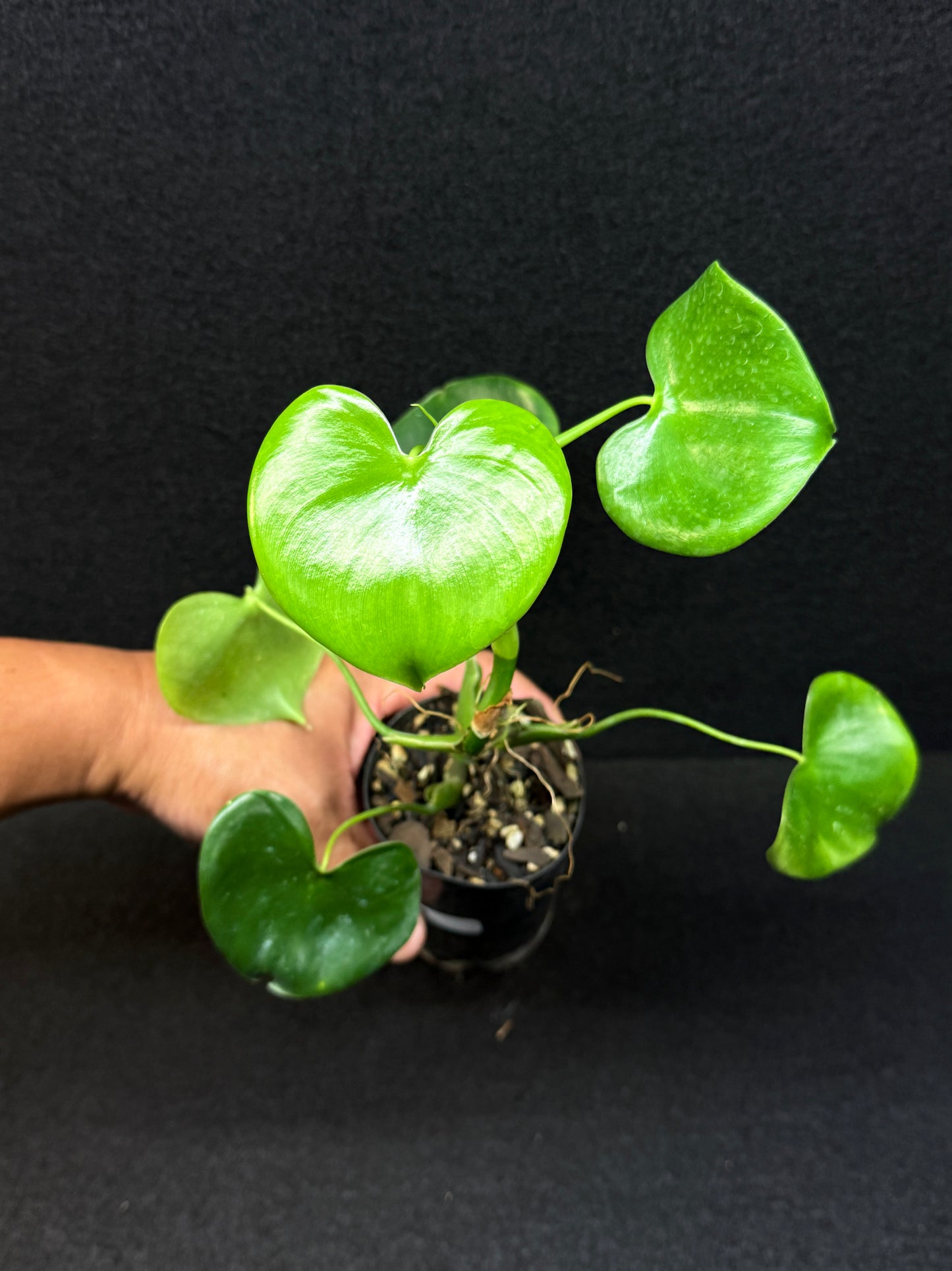 Philodendron Grazielae - Rarely Offered E9