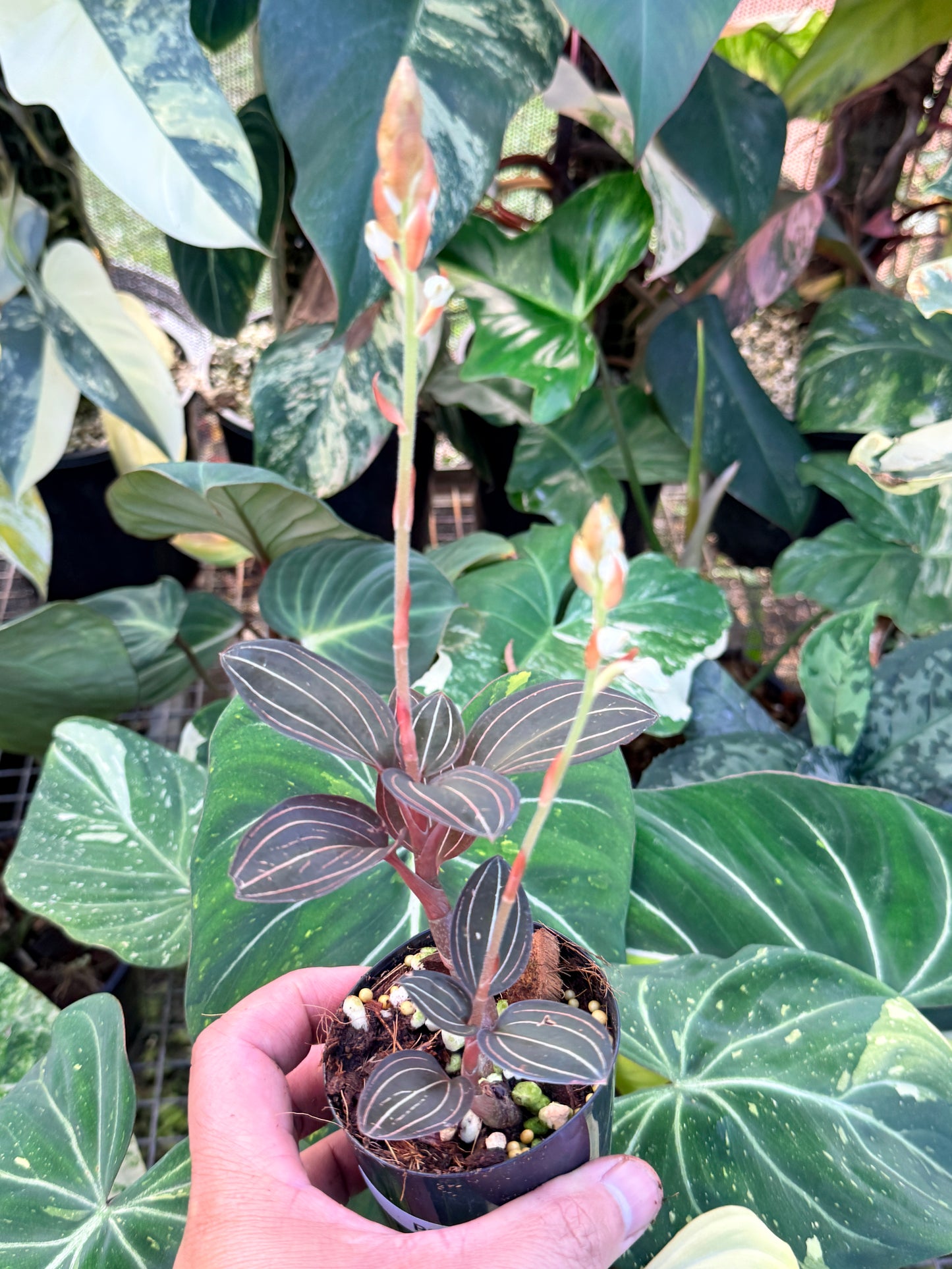 Ludisia discolor 'Black Jewel Orchid' P8