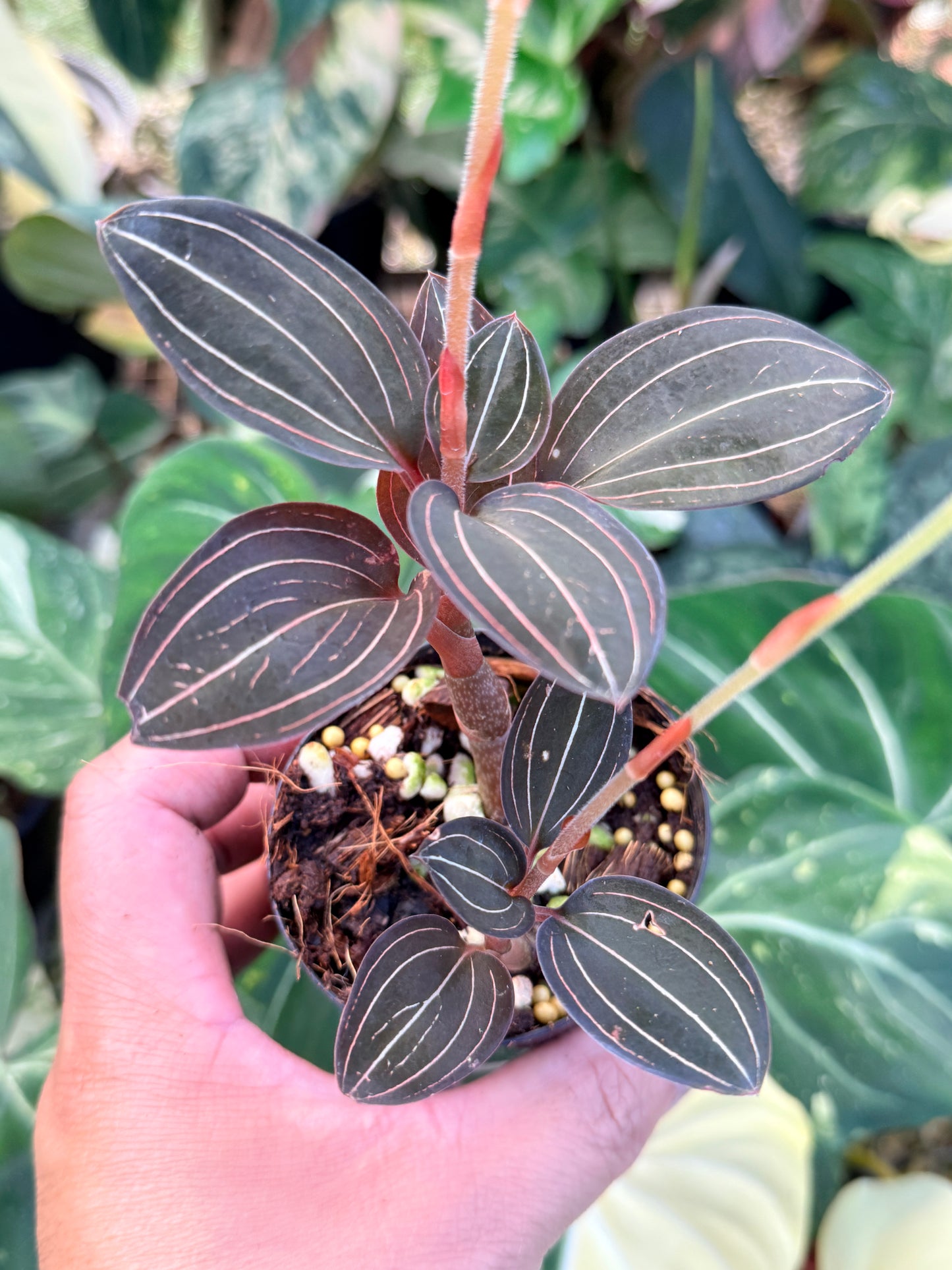 Ludisia discolor 'Black Jewel Orchid' P8