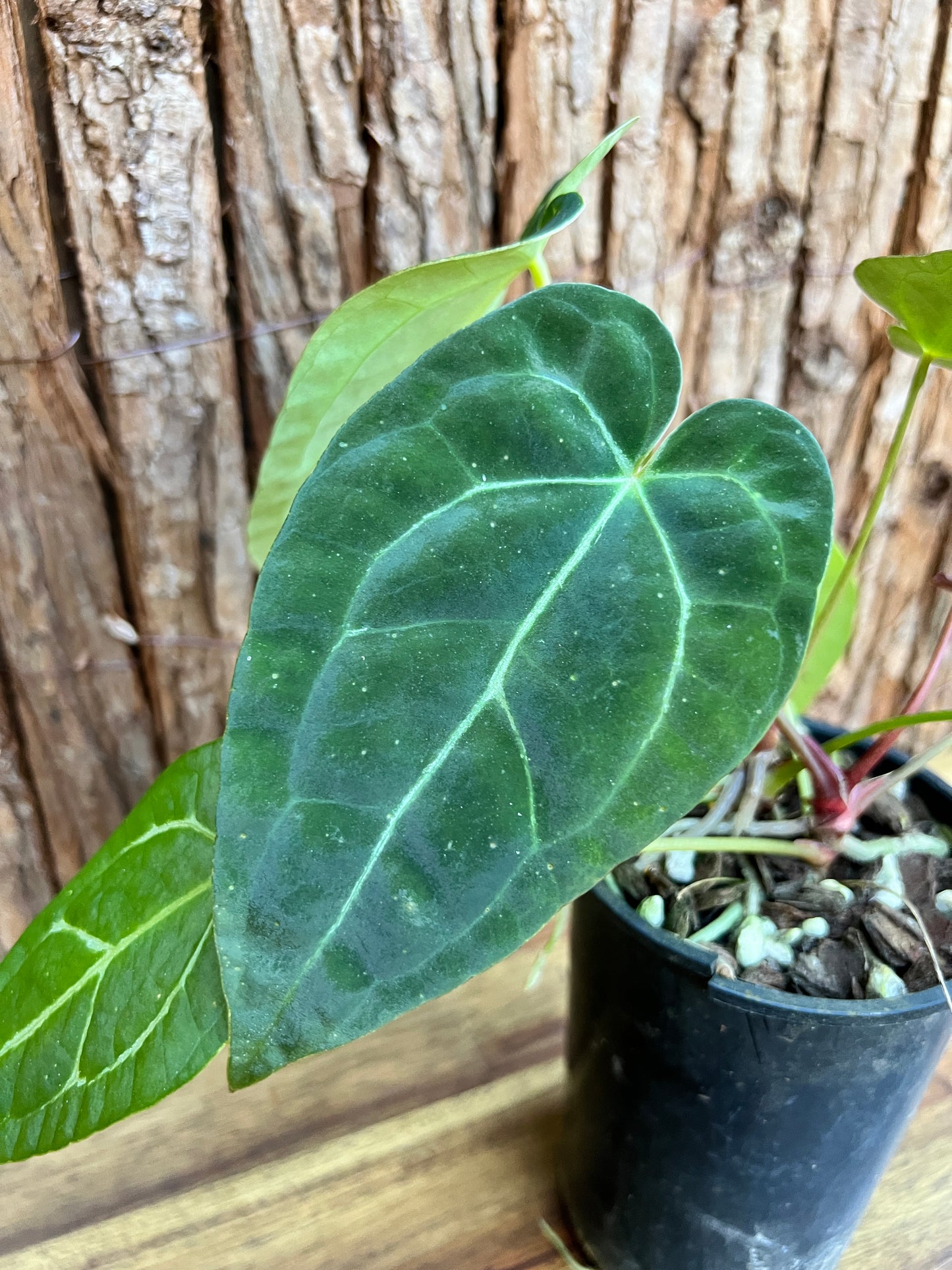 Anthurium Papillilaminum x B250