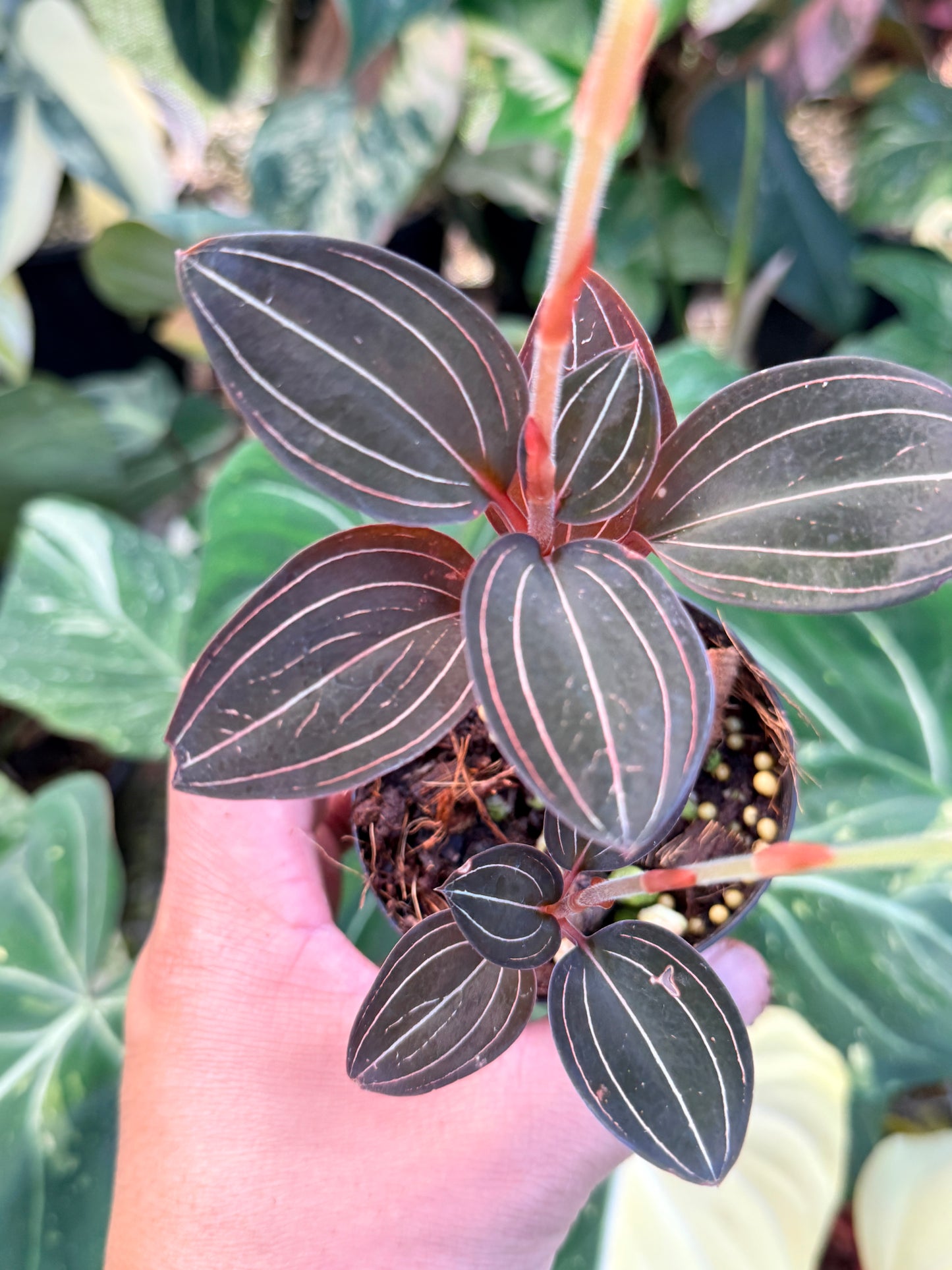Ludisia discolor 'Black Jewel Orchid' P8