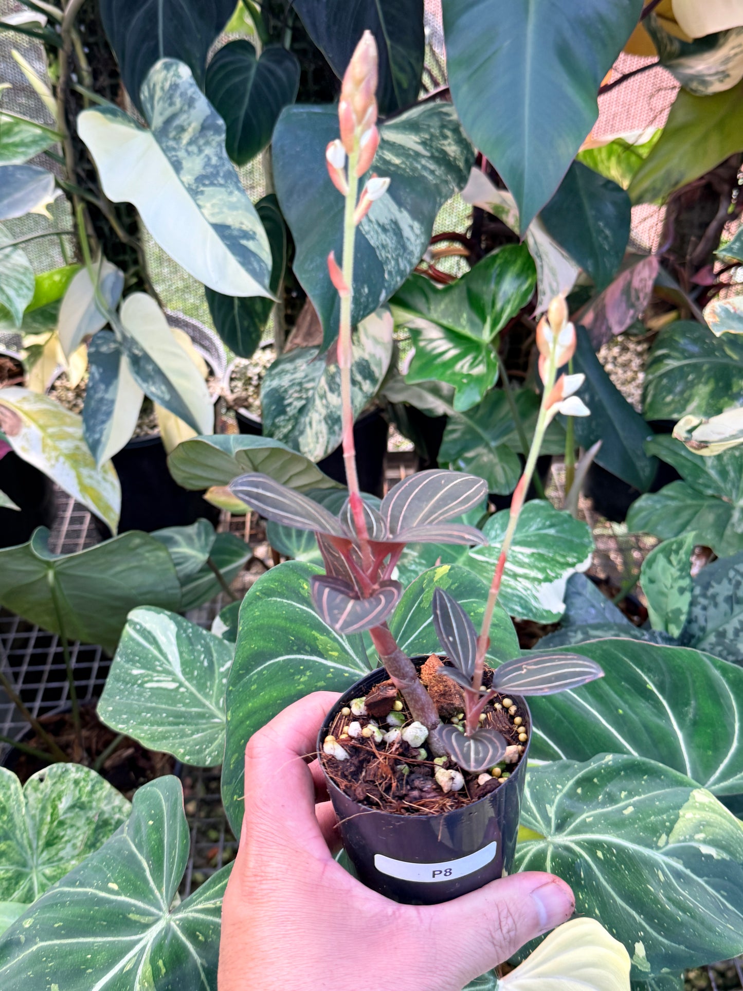 Ludisia discolor 'Black Jewel Orchid' P8