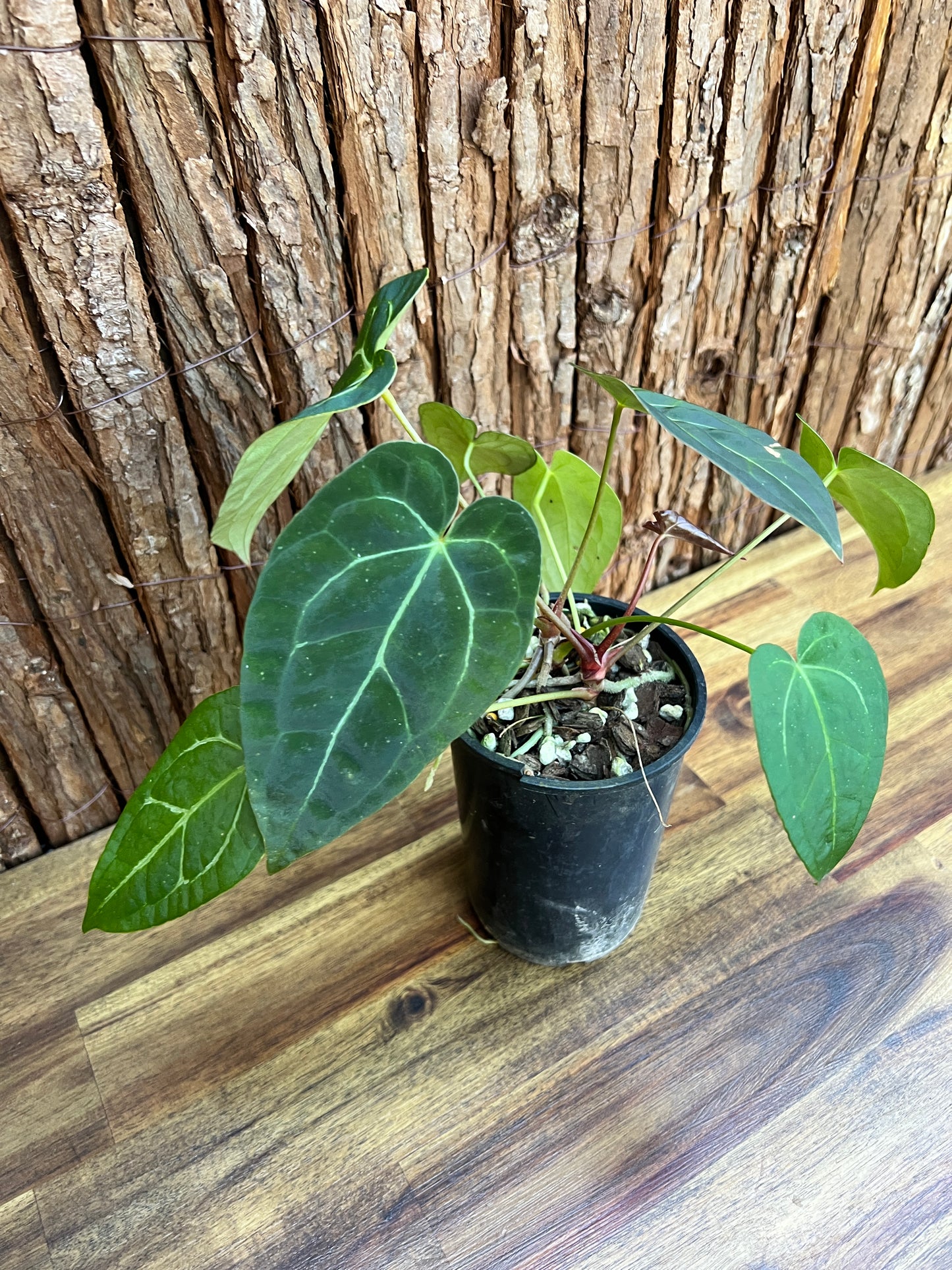 Anthurium Papillilaminum x B250