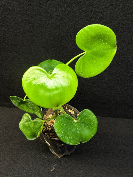 Philodendron Grazielae - Rarely Offered E10