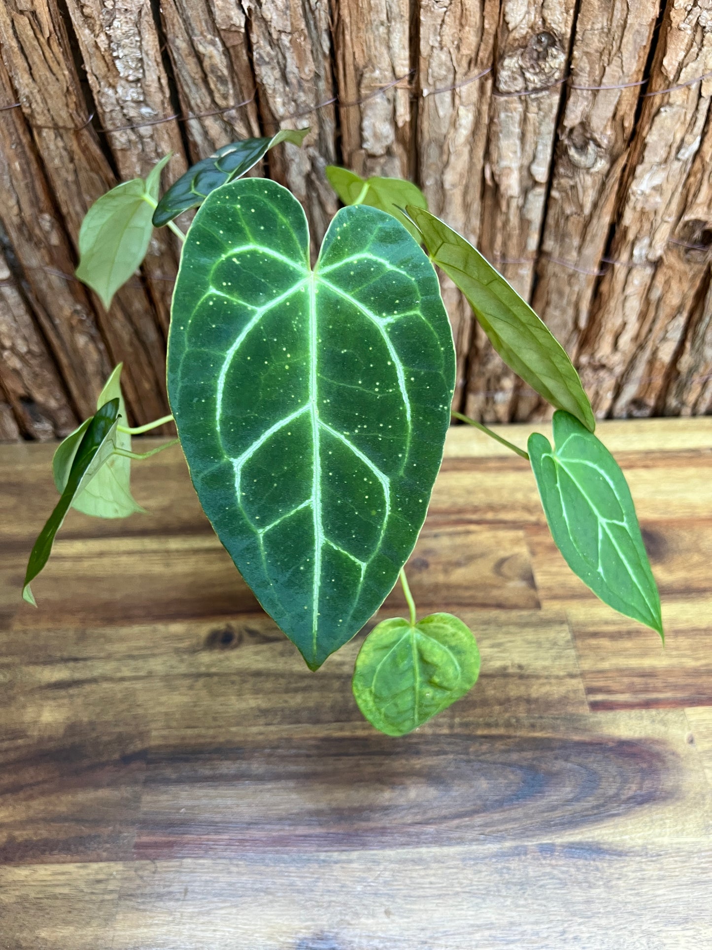 Anthurium Papillilaminum x B250