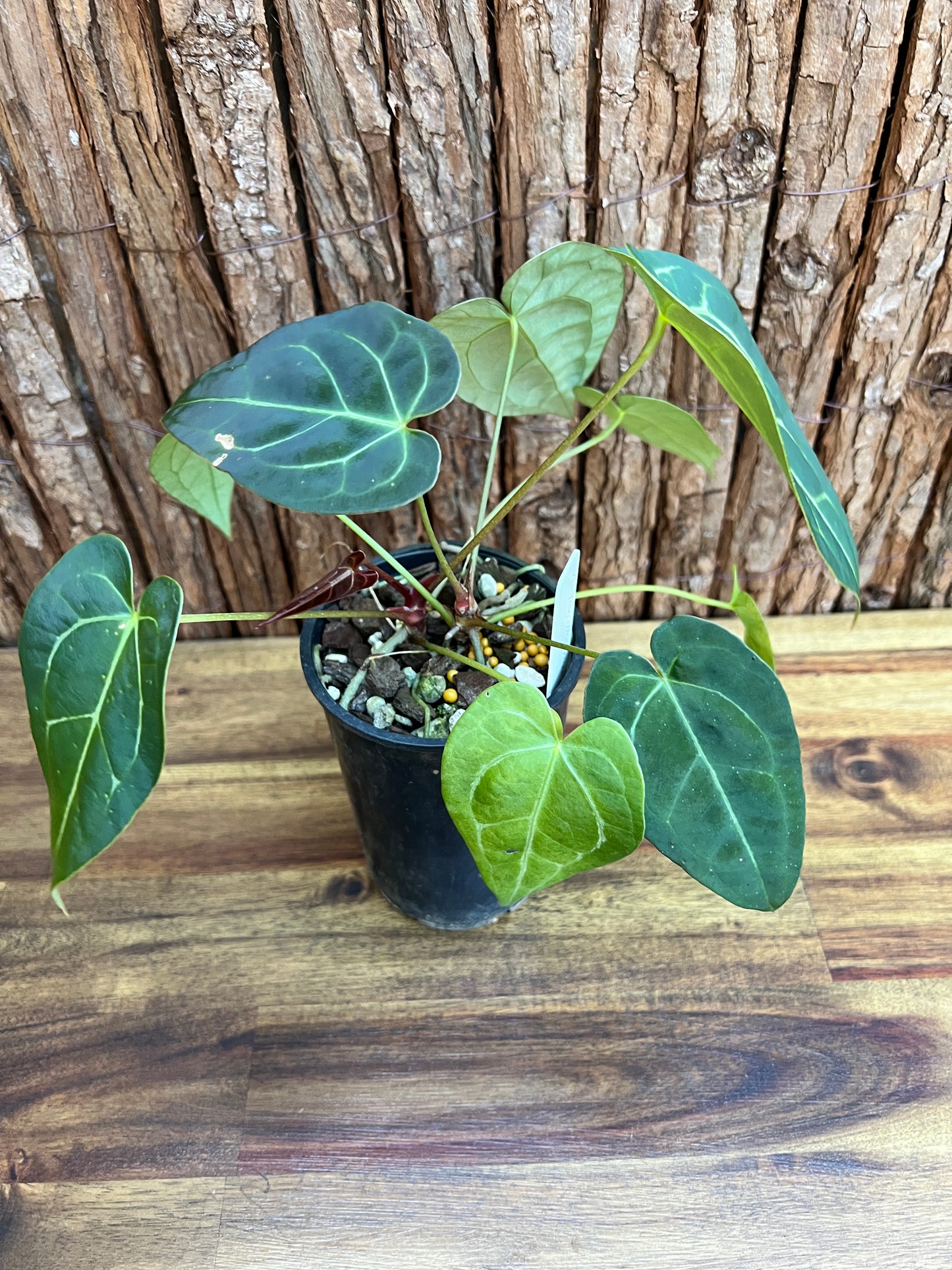 Anthurium Papillilaminum x B250