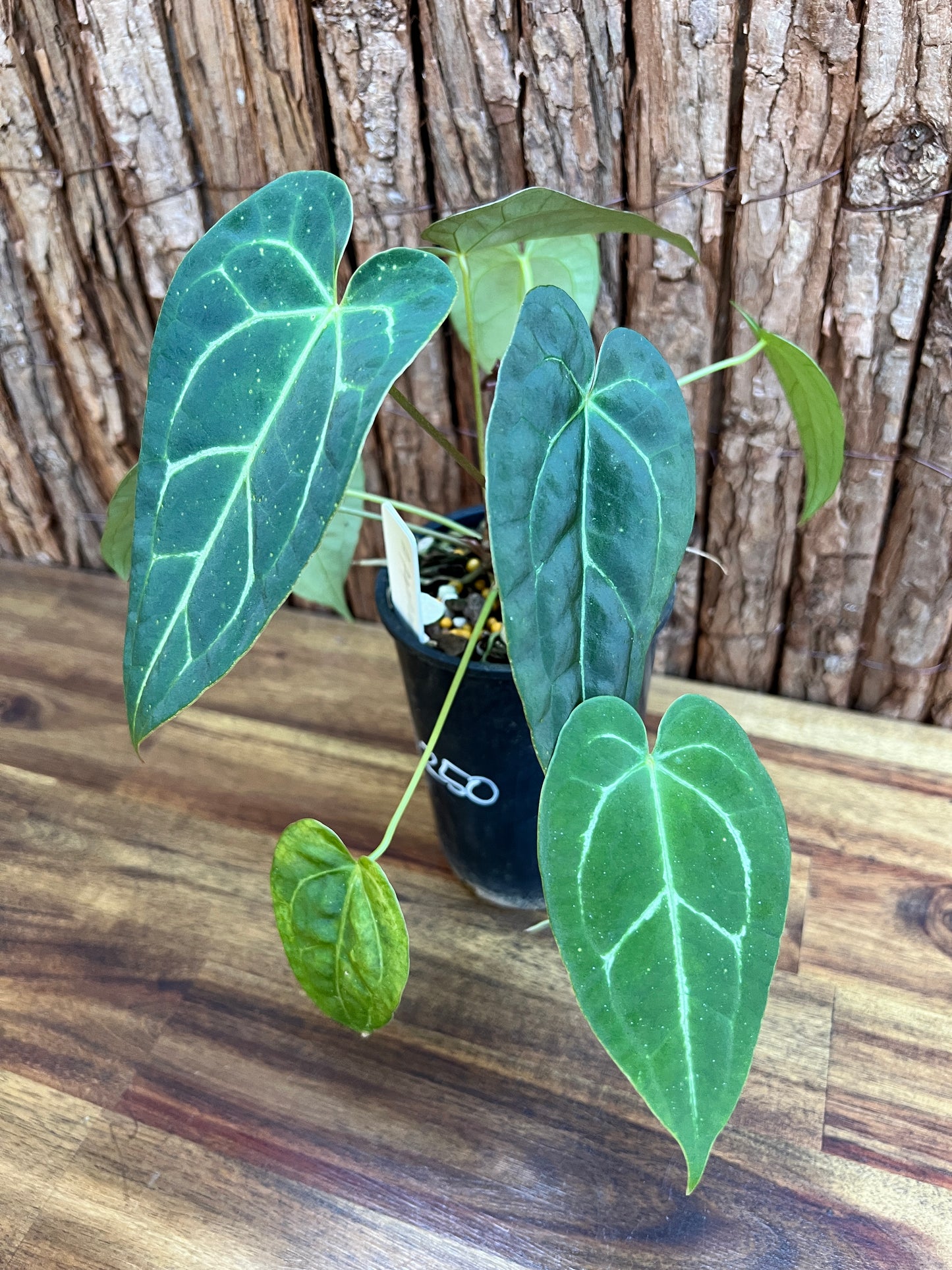 Anthurium Papillilaminum x B250