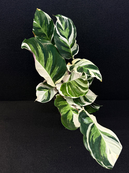 Calathea 'White Fuzion' E11