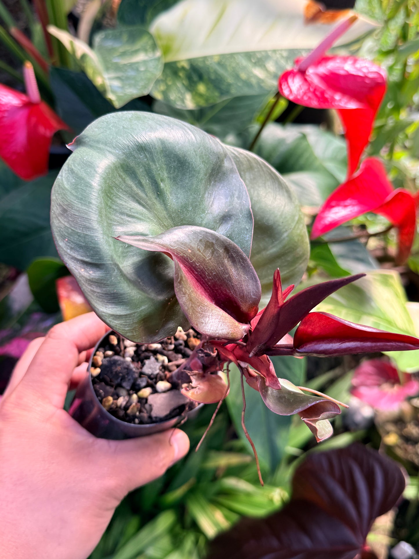 Philodendron 'Red Heart' P11