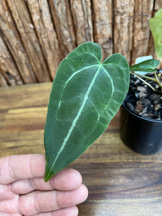 Anthurium Papillilaminum x B251