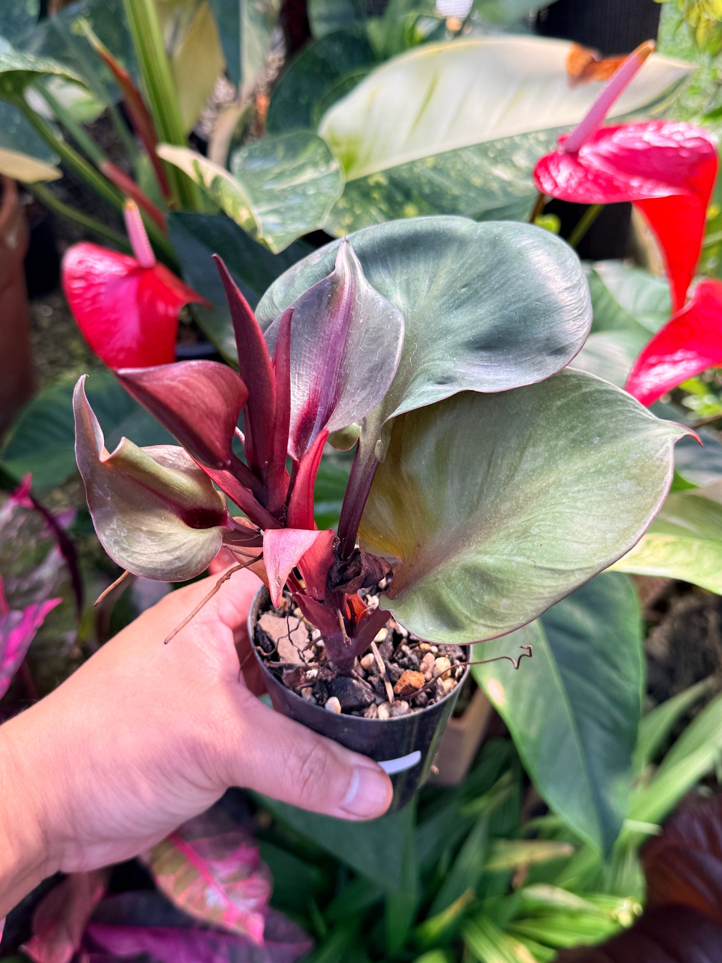 Philodendron 'Red Heart' P11