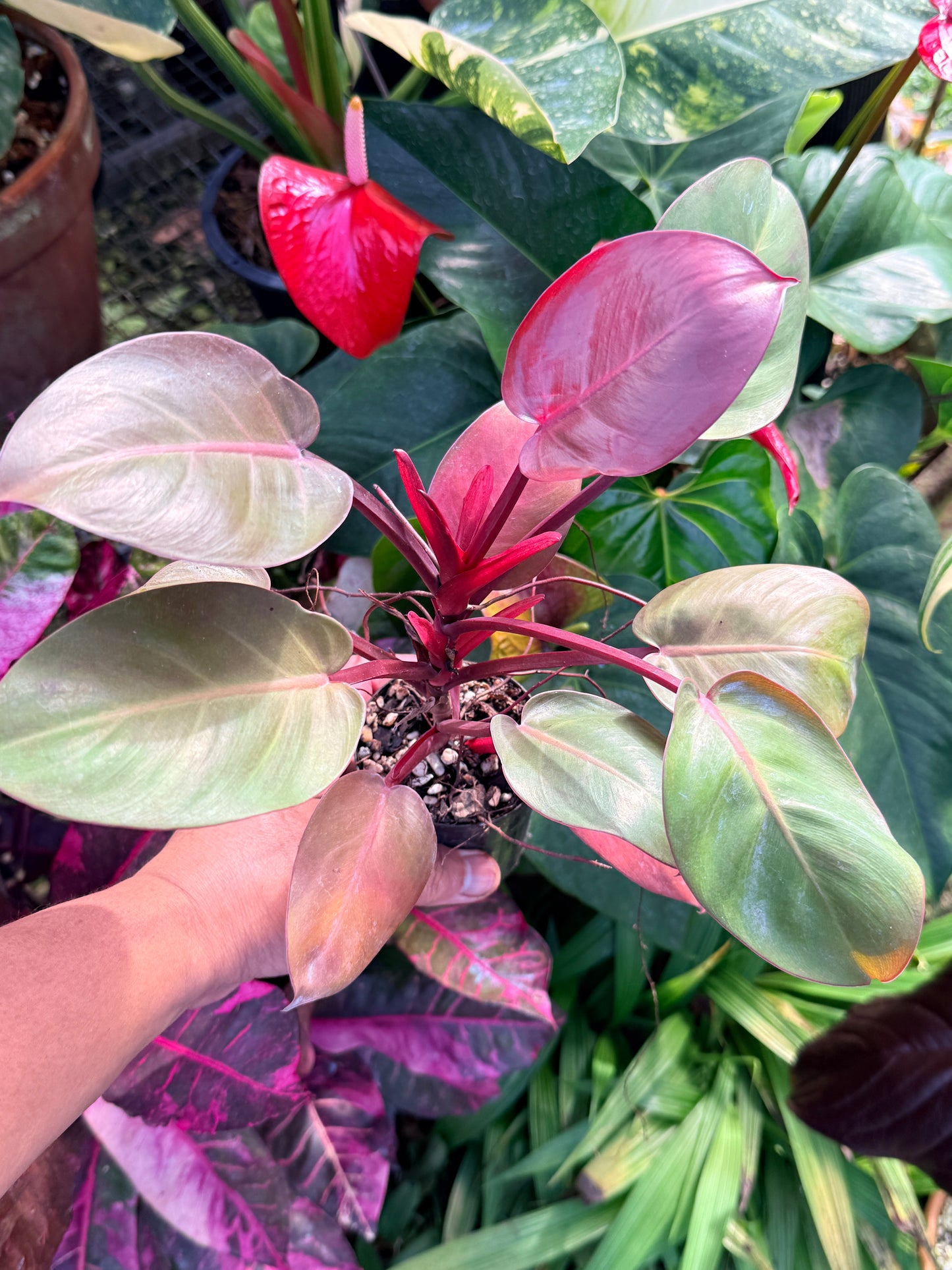 Philodendron 'Cherry Red' P14