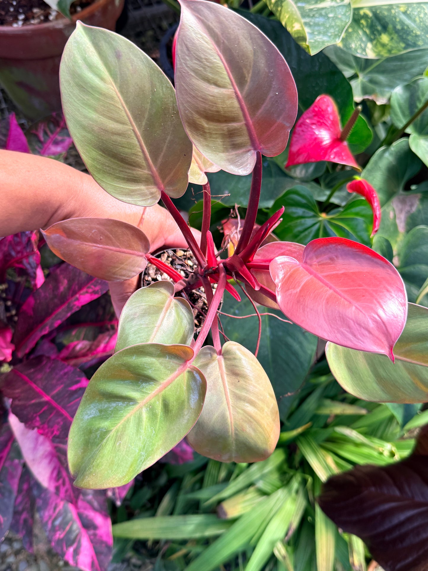 Philodendron 'Cherry Red' P14