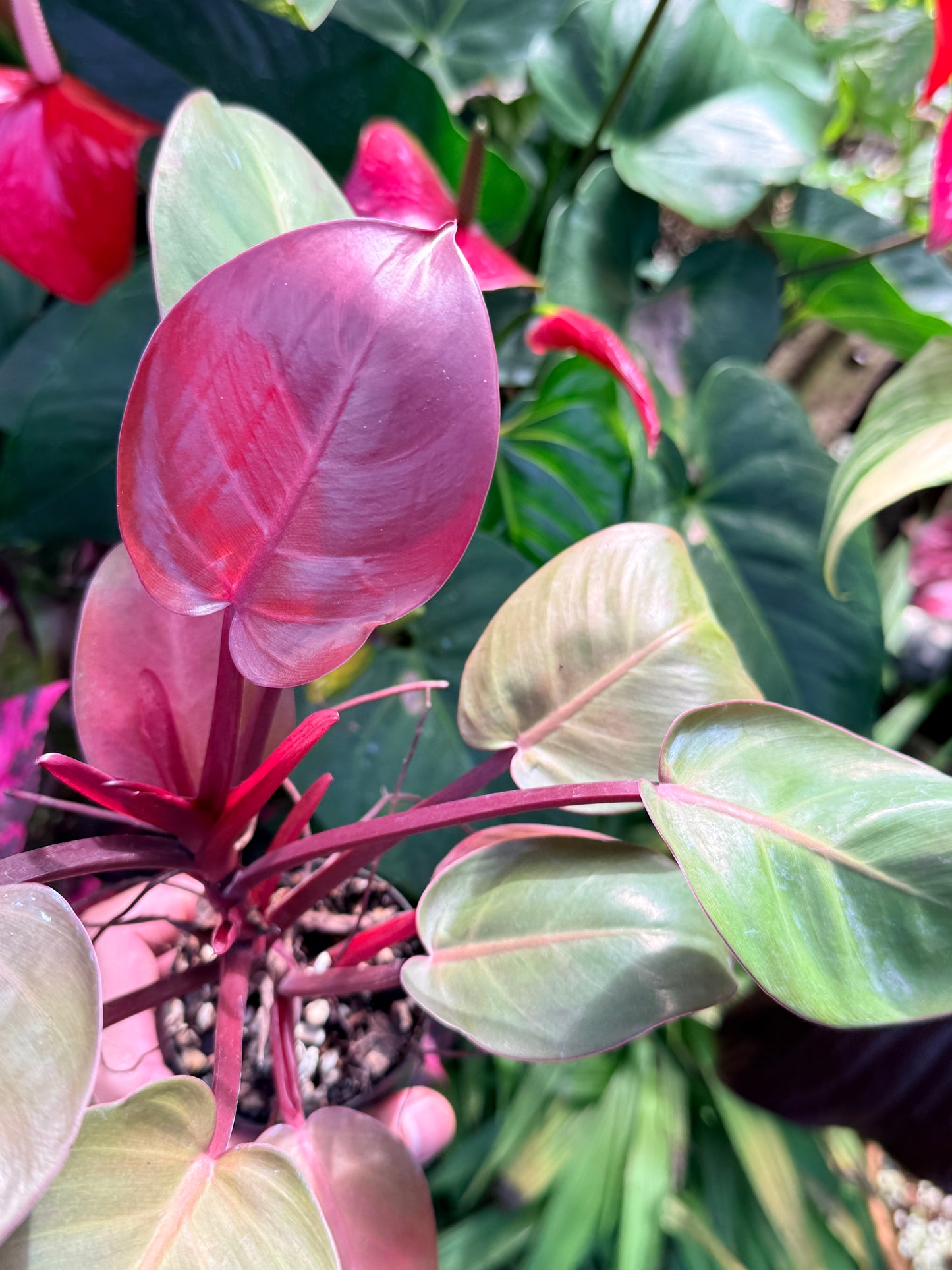 Philodendron 'Cherry Red' P14