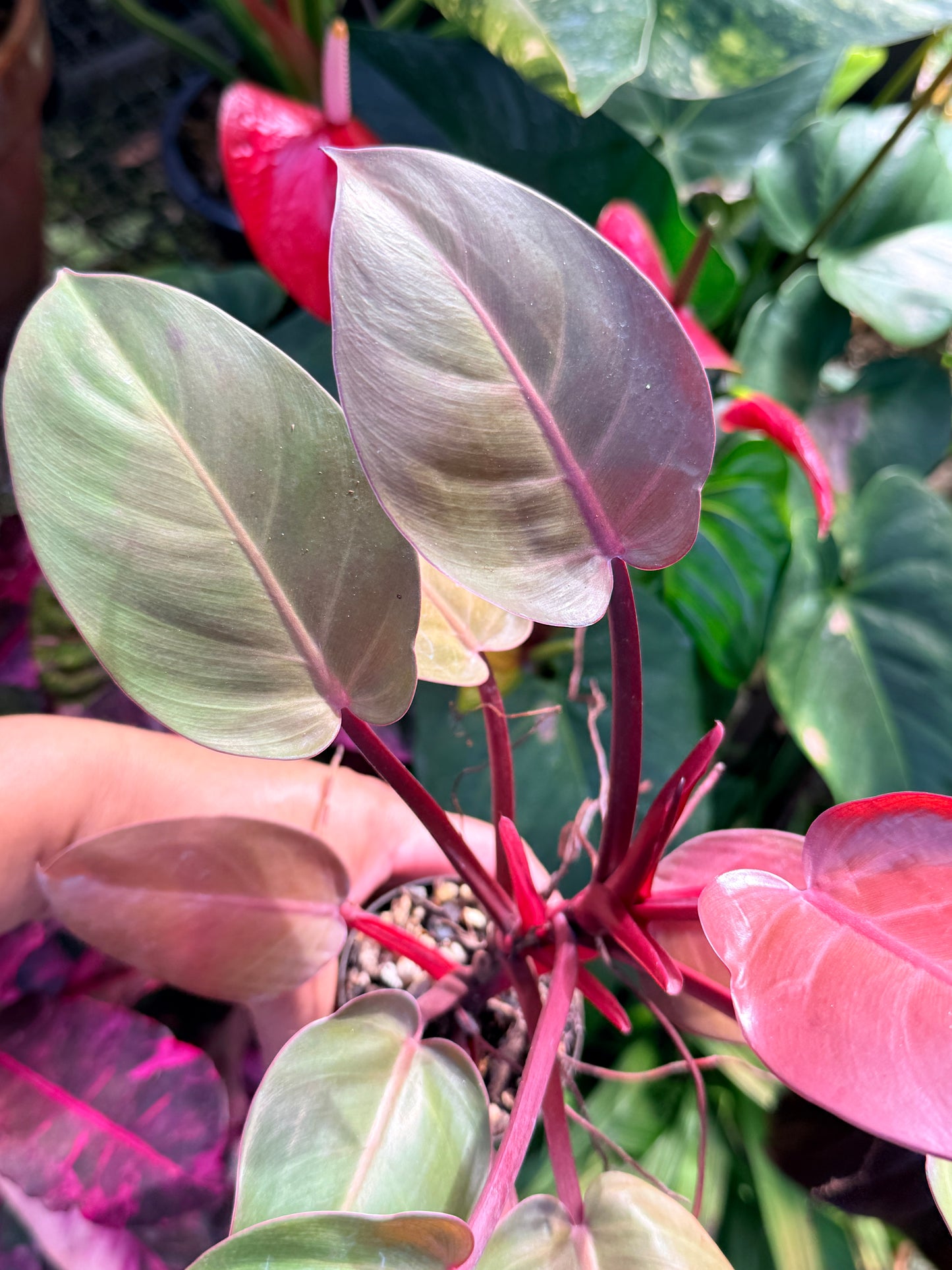 Philodendron 'Cherry Red' P14