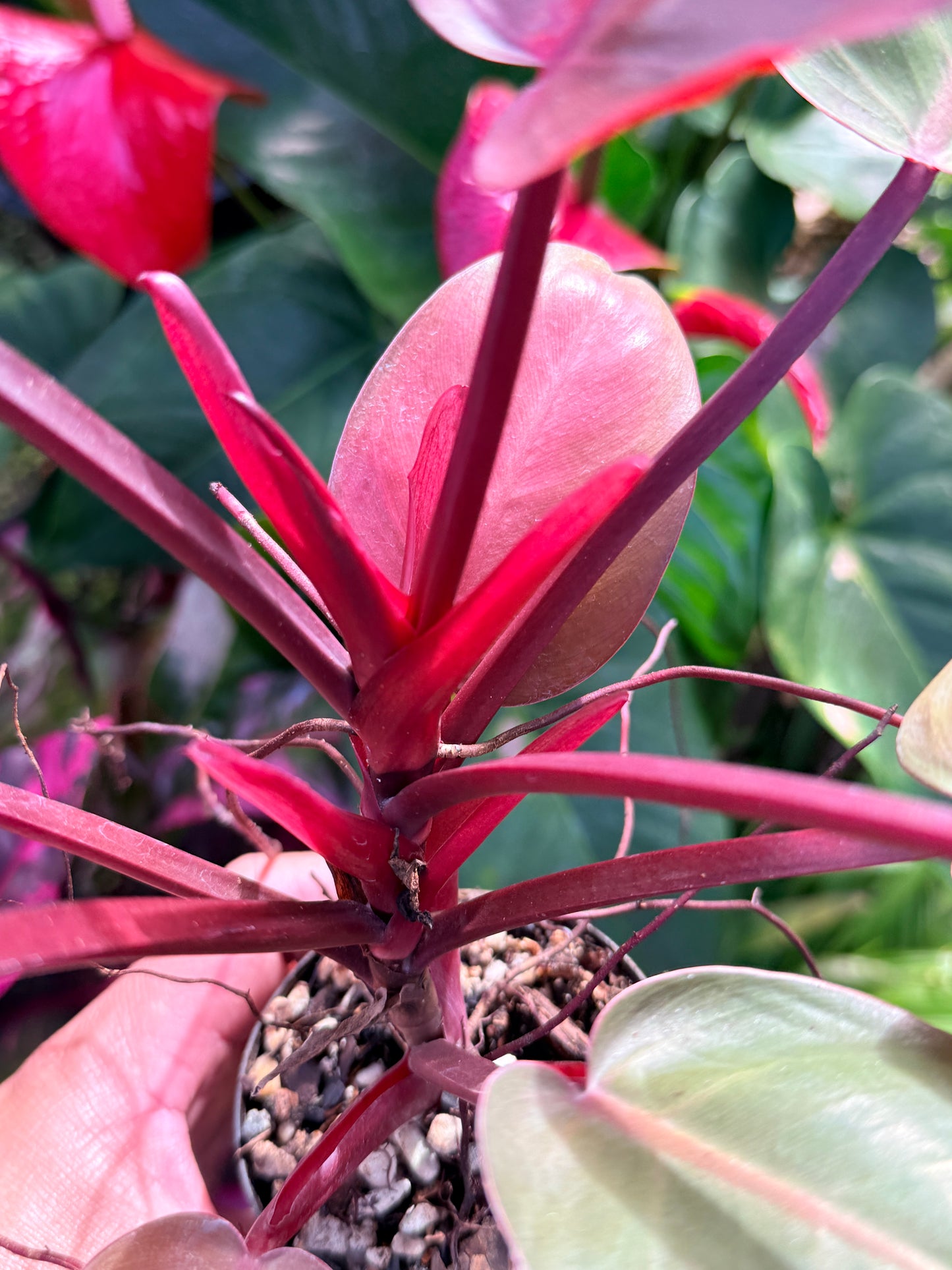 Philodendron 'Cherry Red' P14