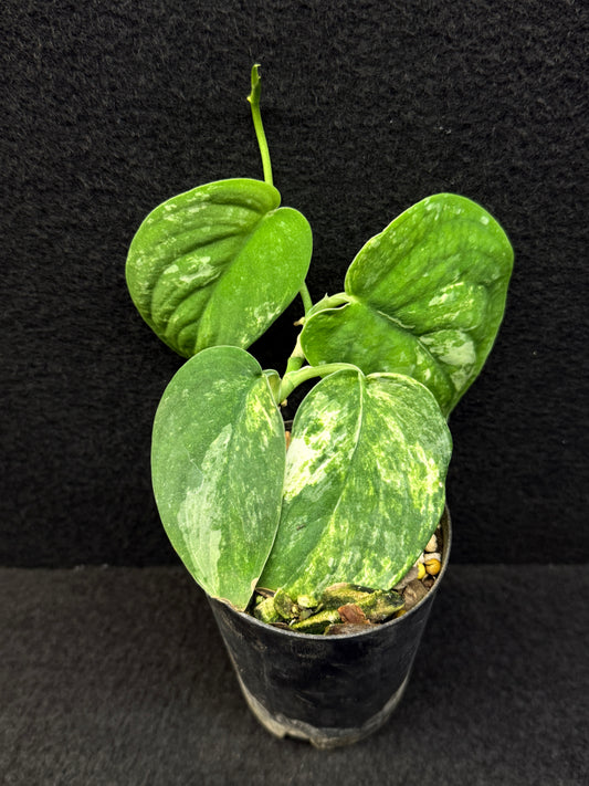 Scindapsus pictus 'Mangurai' E12