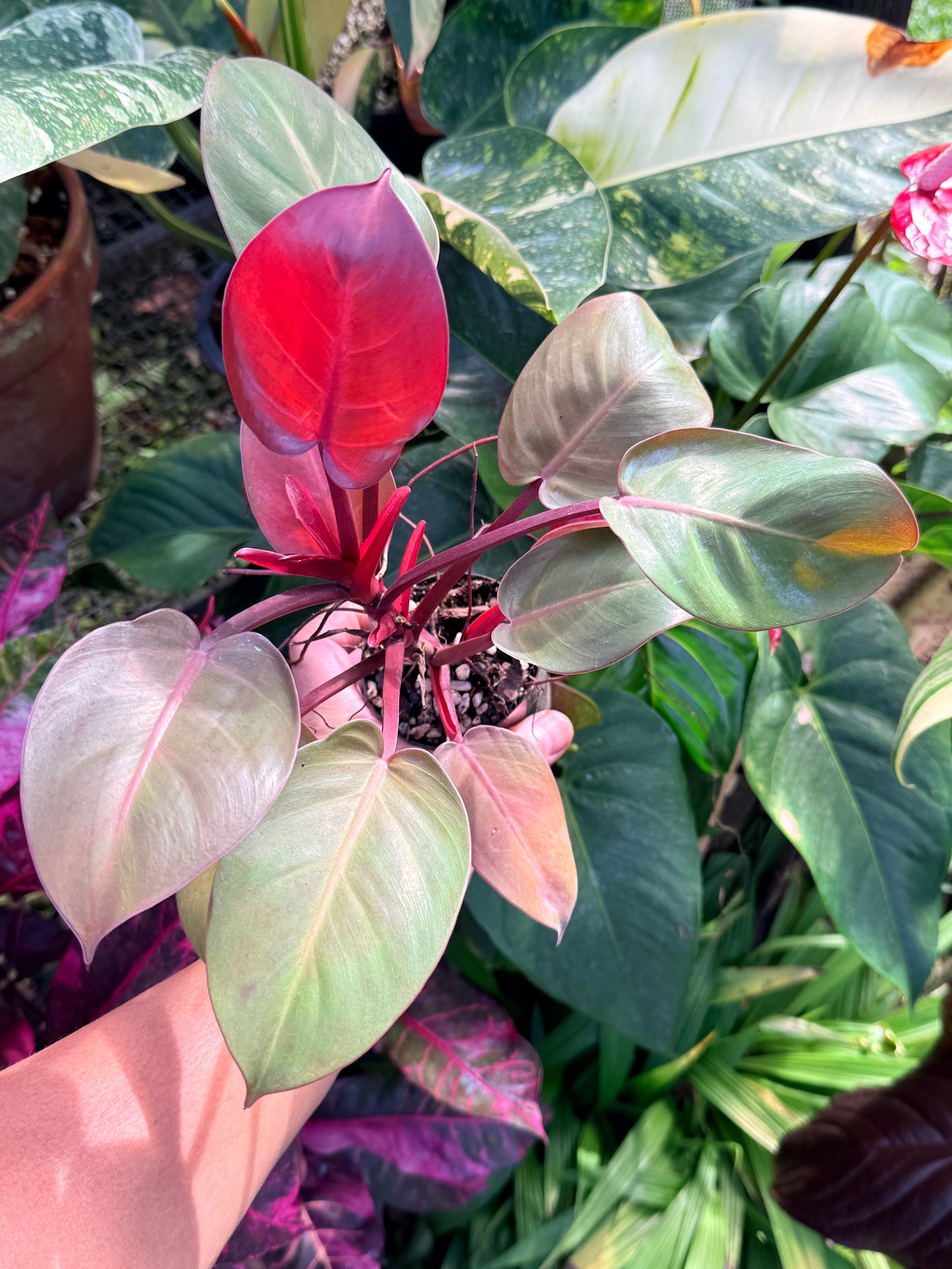 Philodendron 'Cherry Red' P14