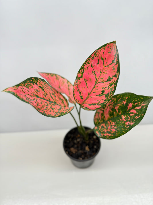 Aglaonema Pink Valentine W33