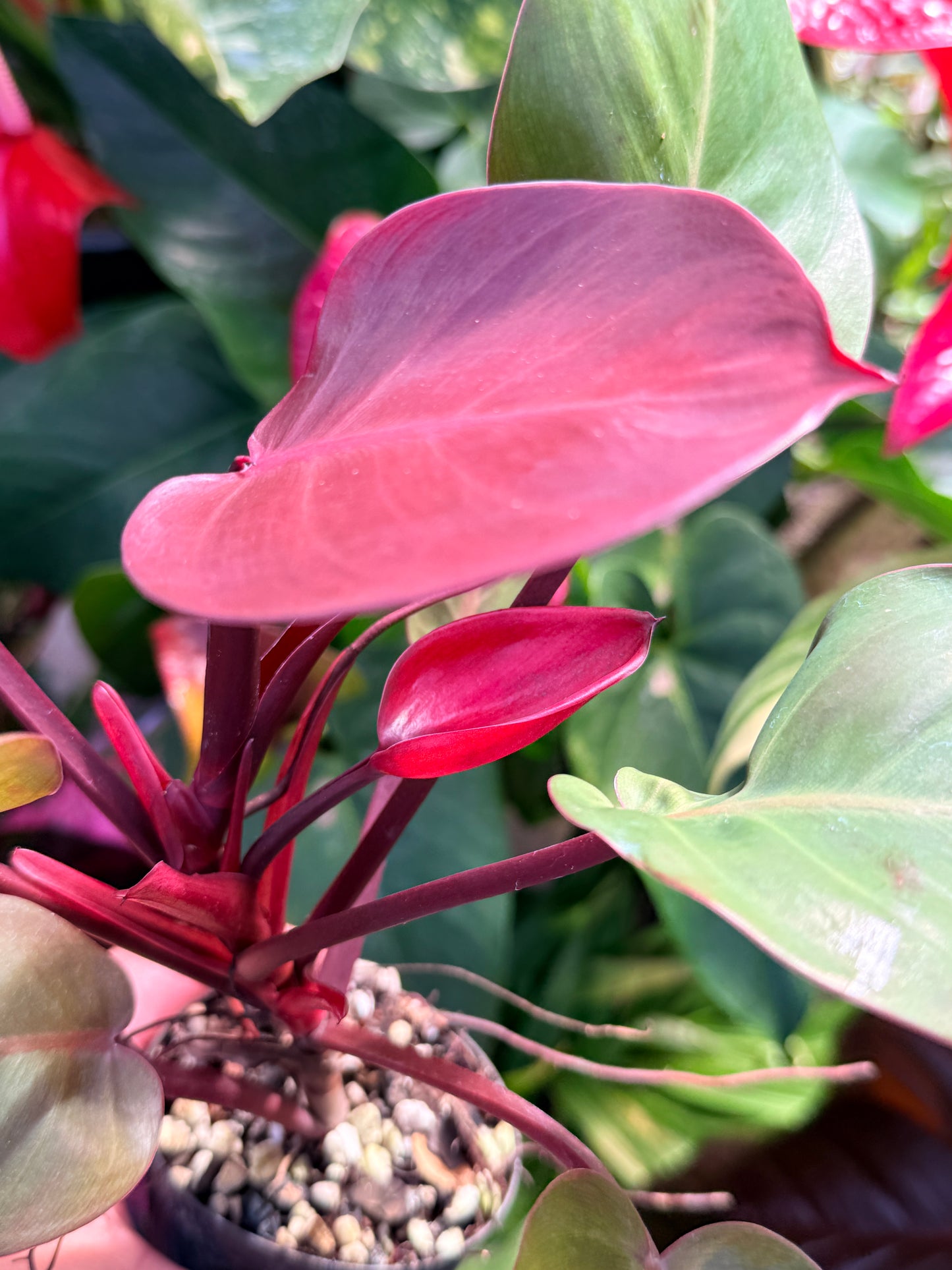 Philodendron 'Cherry Red' P13