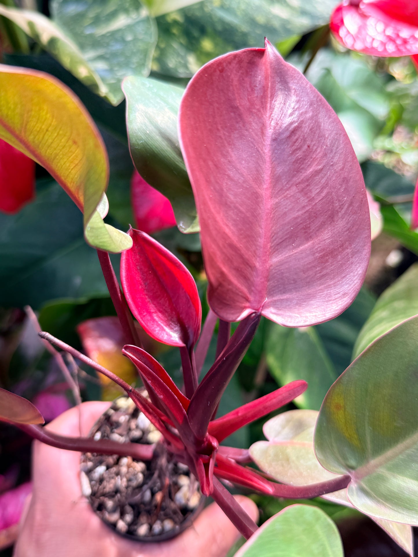 Philodendron 'Cherry Red' P13