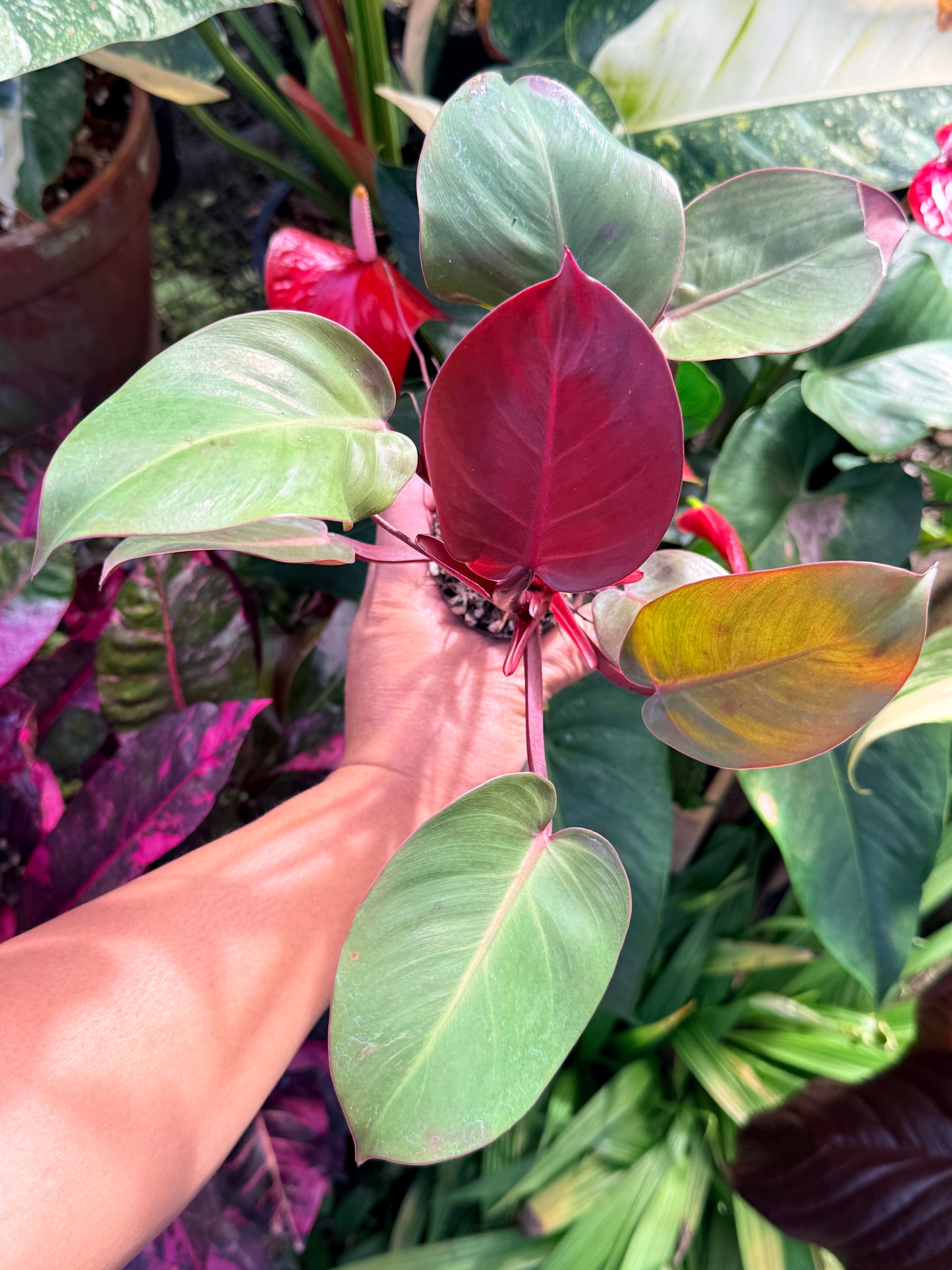 Philodendron 'Cherry Red' P13