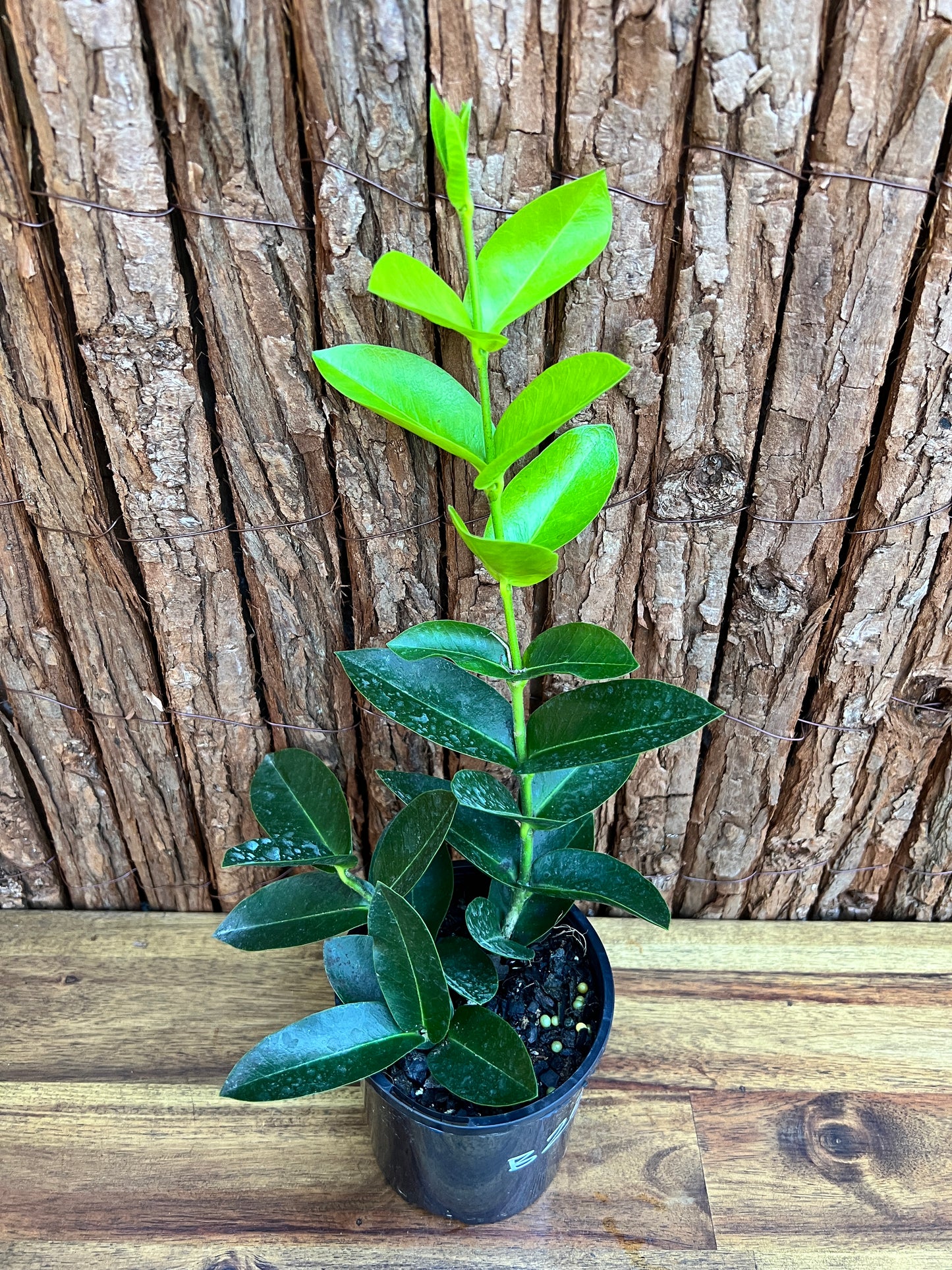 Hoya Los Banos syn. Hoya densifolia B254