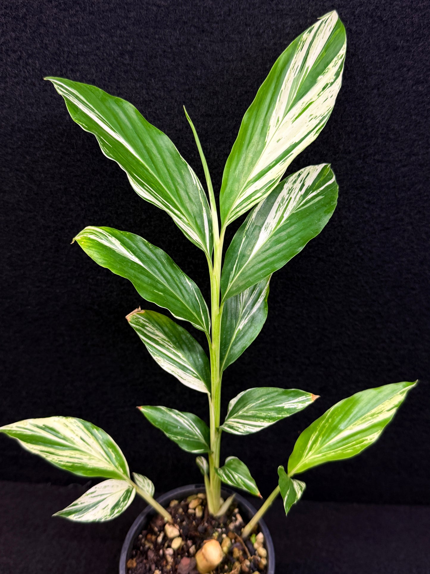 Alpinia vittata 'Variegated Striped Narrow Leaf Ginger' - Best Pick of the Crop!