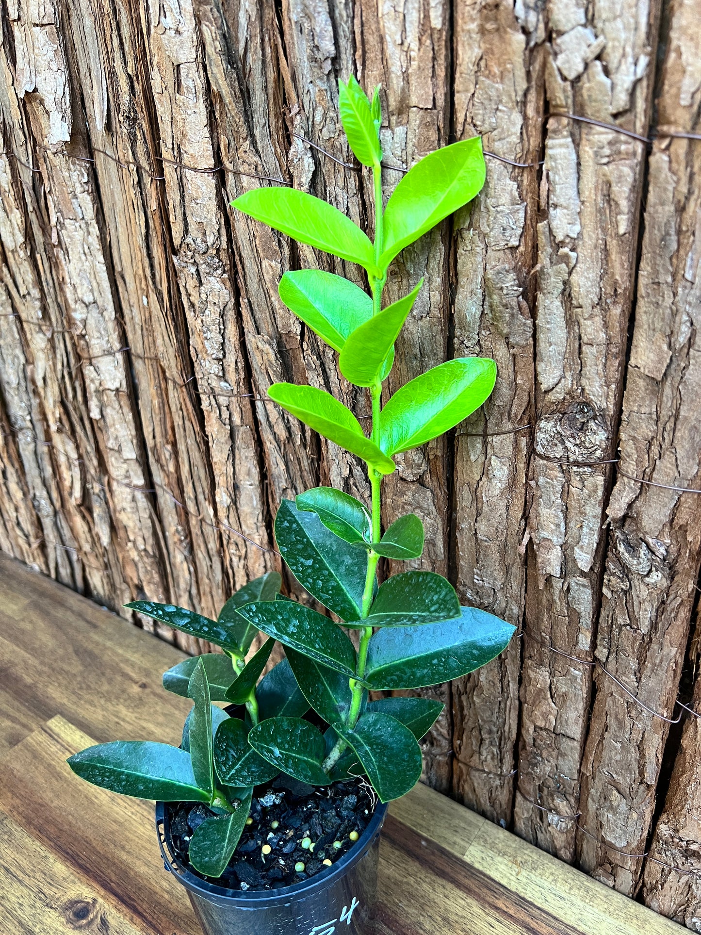 Hoya Los Banos syn. Hoya densifolia B254