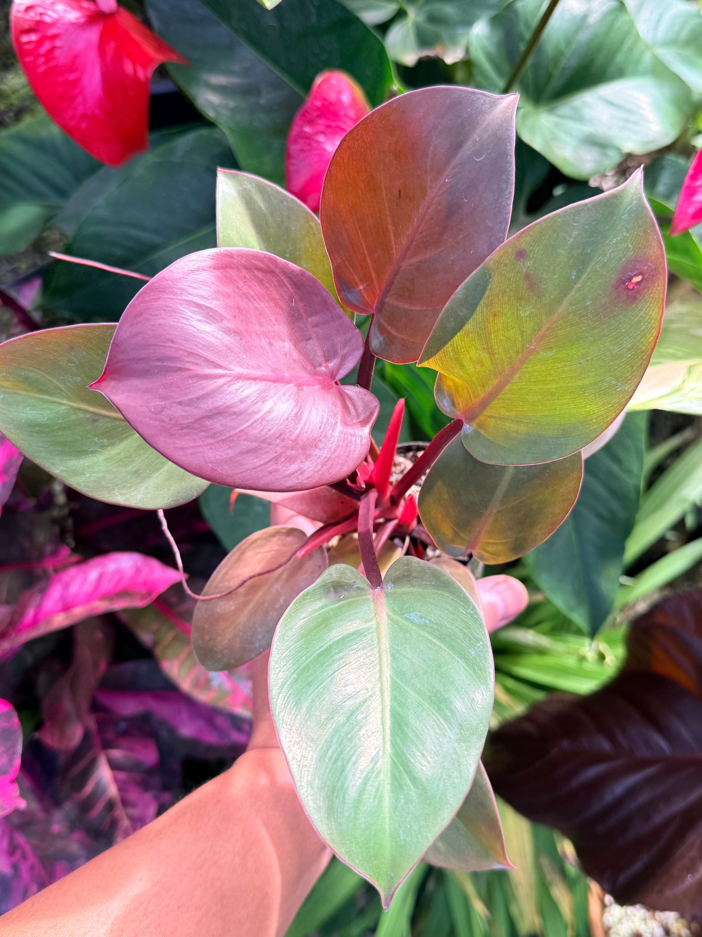 Philodendron 'Cherry Red' P12