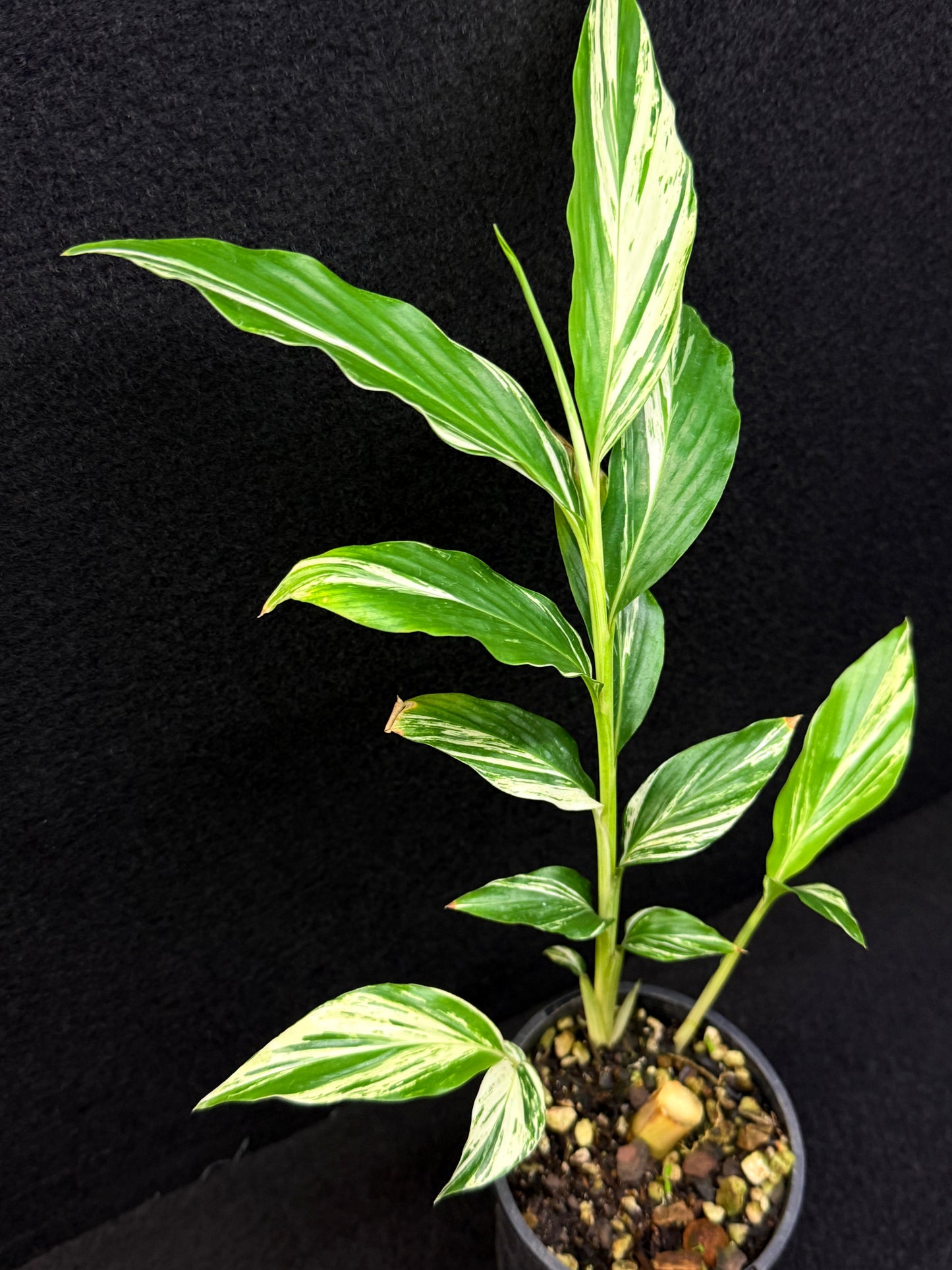 Alpinia vittata 'Variegated Striped Narrow Leaf Ginger' - Best Pick of the Crop!