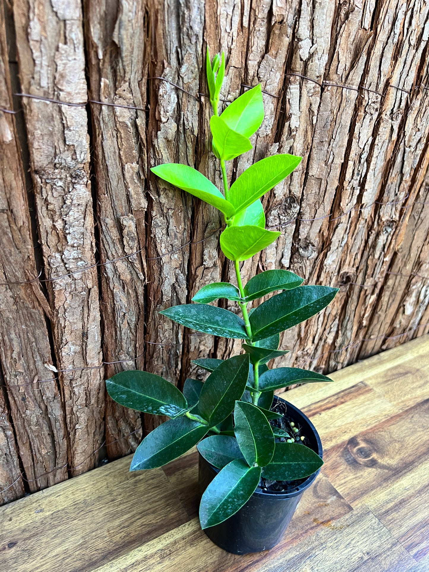 Hoya Los Banos syn. Hoya densifolia B254