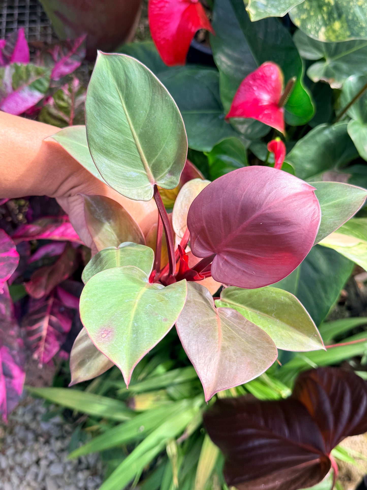 Philodendron 'Cherry Red' P12