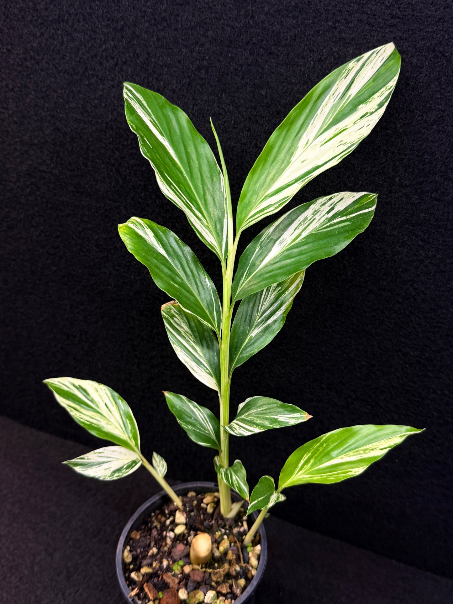 Alpinia vittata 'Variegated Striped Narrow Leaf Ginger' - Best Pick of the Crop!
