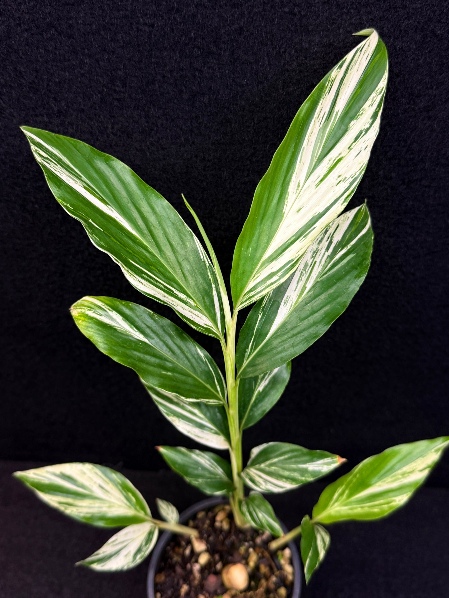 Alpinia vittata 'Variegated Striped Narrow Leaf Ginger' - Best Pick of the Crop!