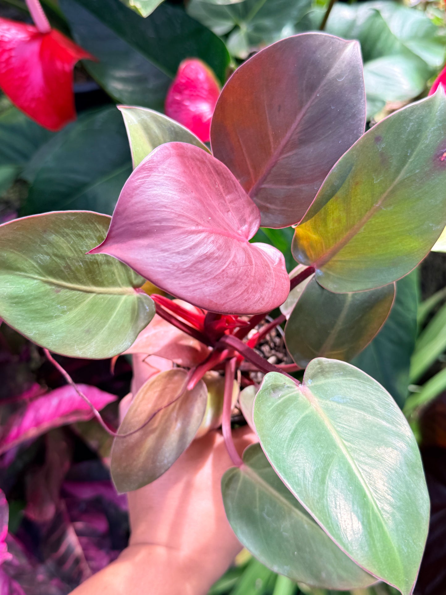 Philodendron 'Cherry Red' P12