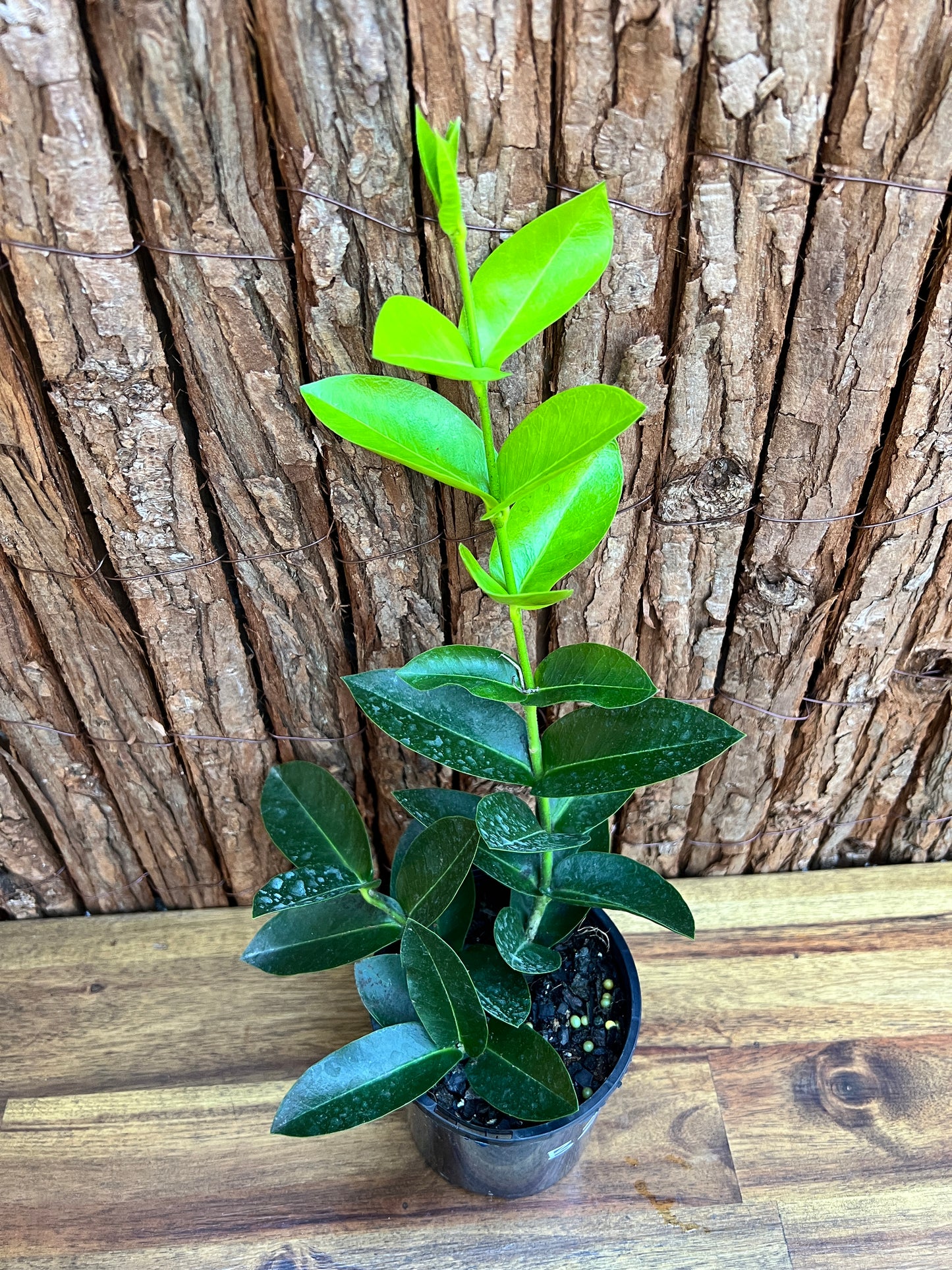 Hoya Los Banos syn. Hoya densifolia B254