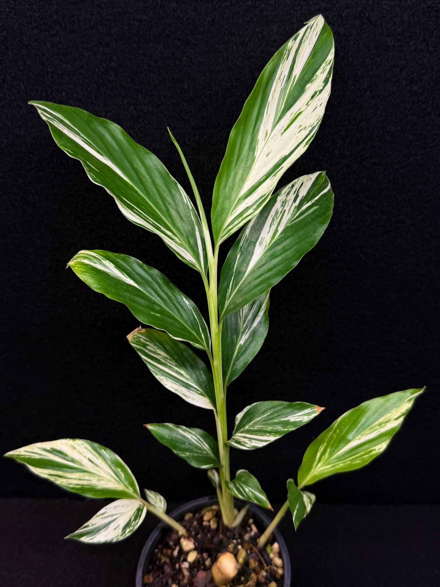 Alpinia vittata 'Variegated Striped Narrow Leaf Ginger' - Best Pick of the Crop!