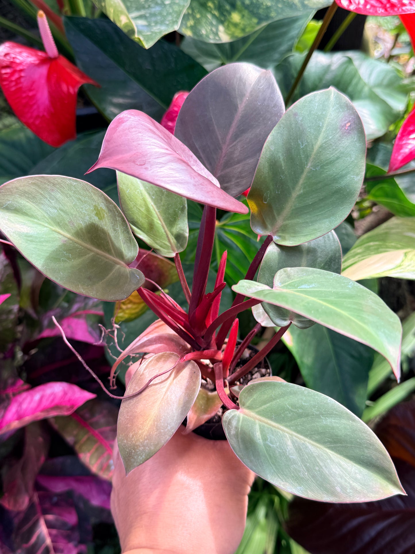 Philodendron 'Cherry Red' P12