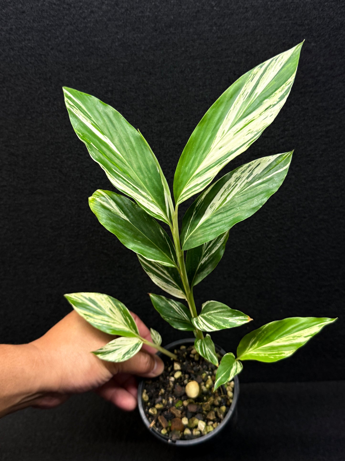 Alpinia vittata 'Variegated Striped Narrow Leaf Ginger' - Best Pick of the Crop!