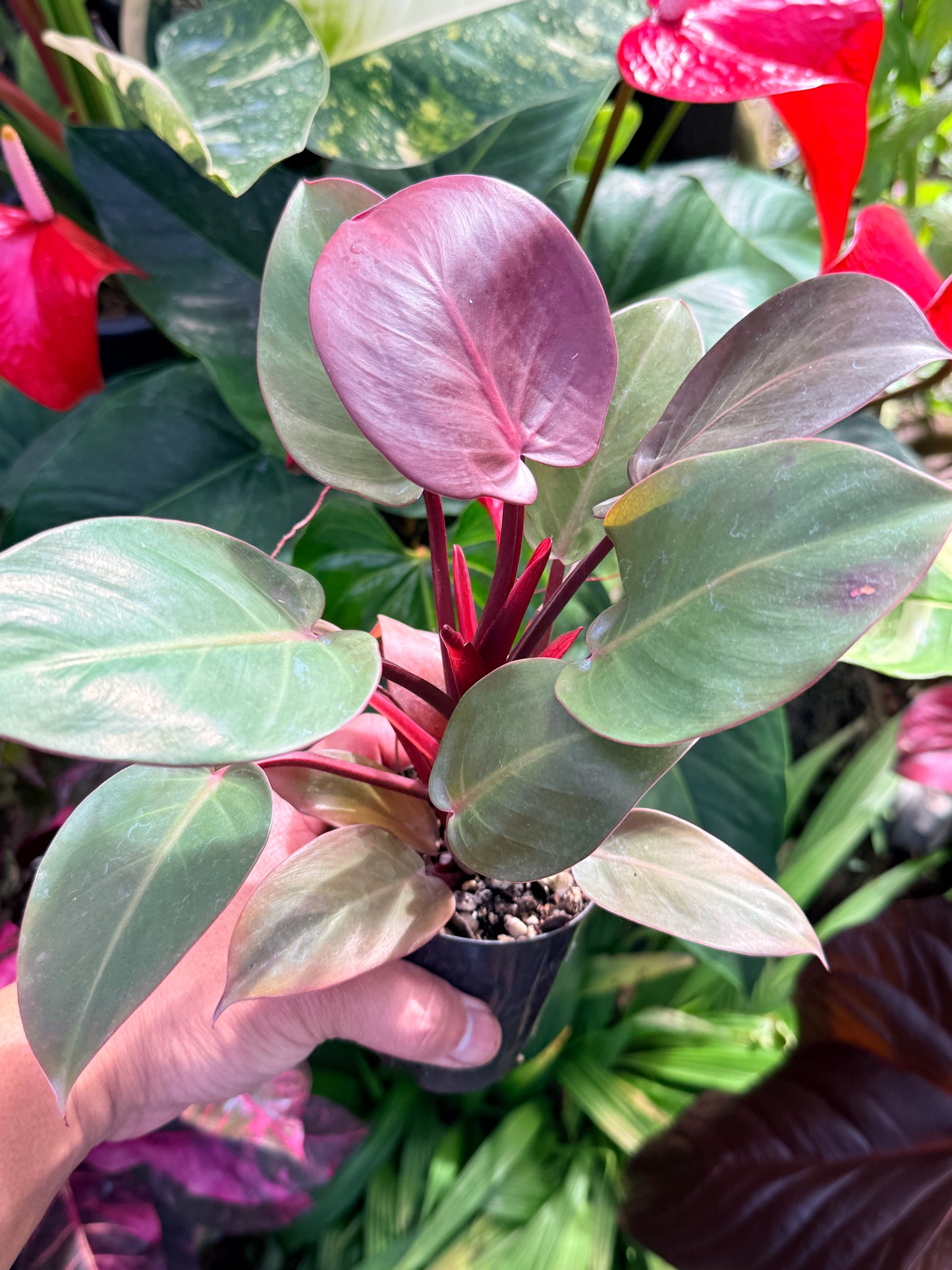Philodendron 'Cherry Red' P12