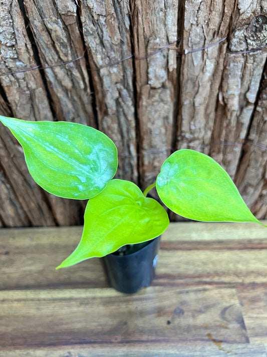 Alocasia Cucullata Yellow Tail B255