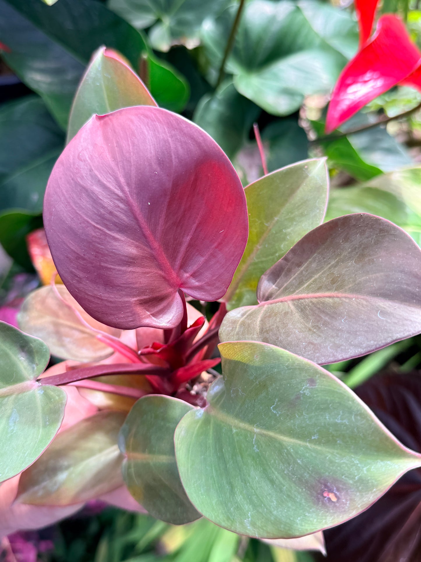 Philodendron 'Cherry Red' P12