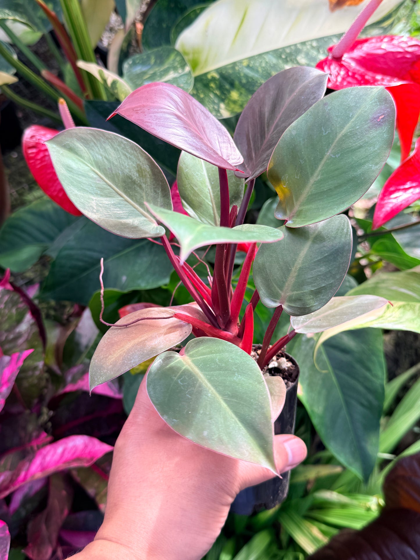 Philodendron 'Cherry Red' P12