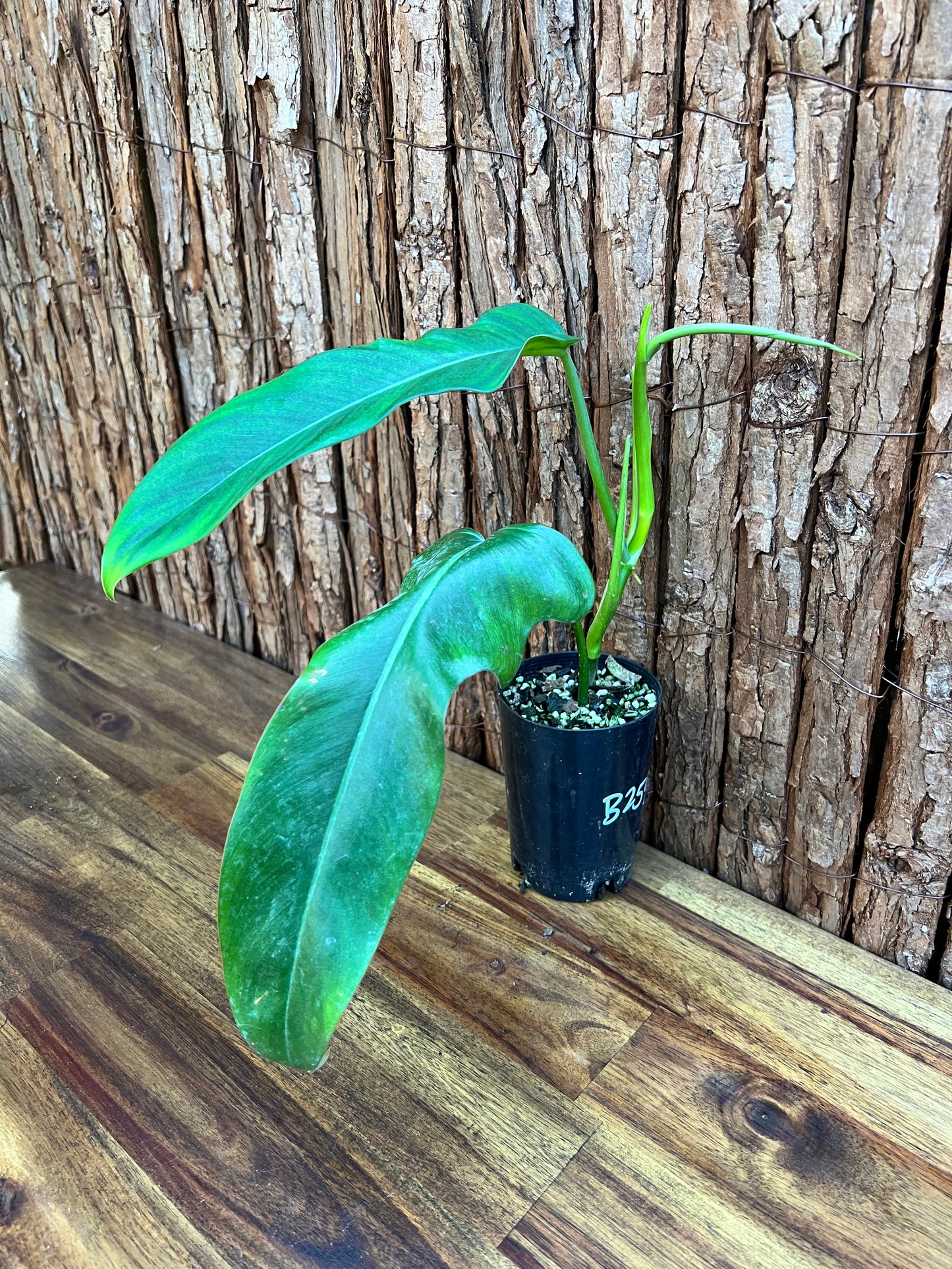 Philodendron Jerry Home B259