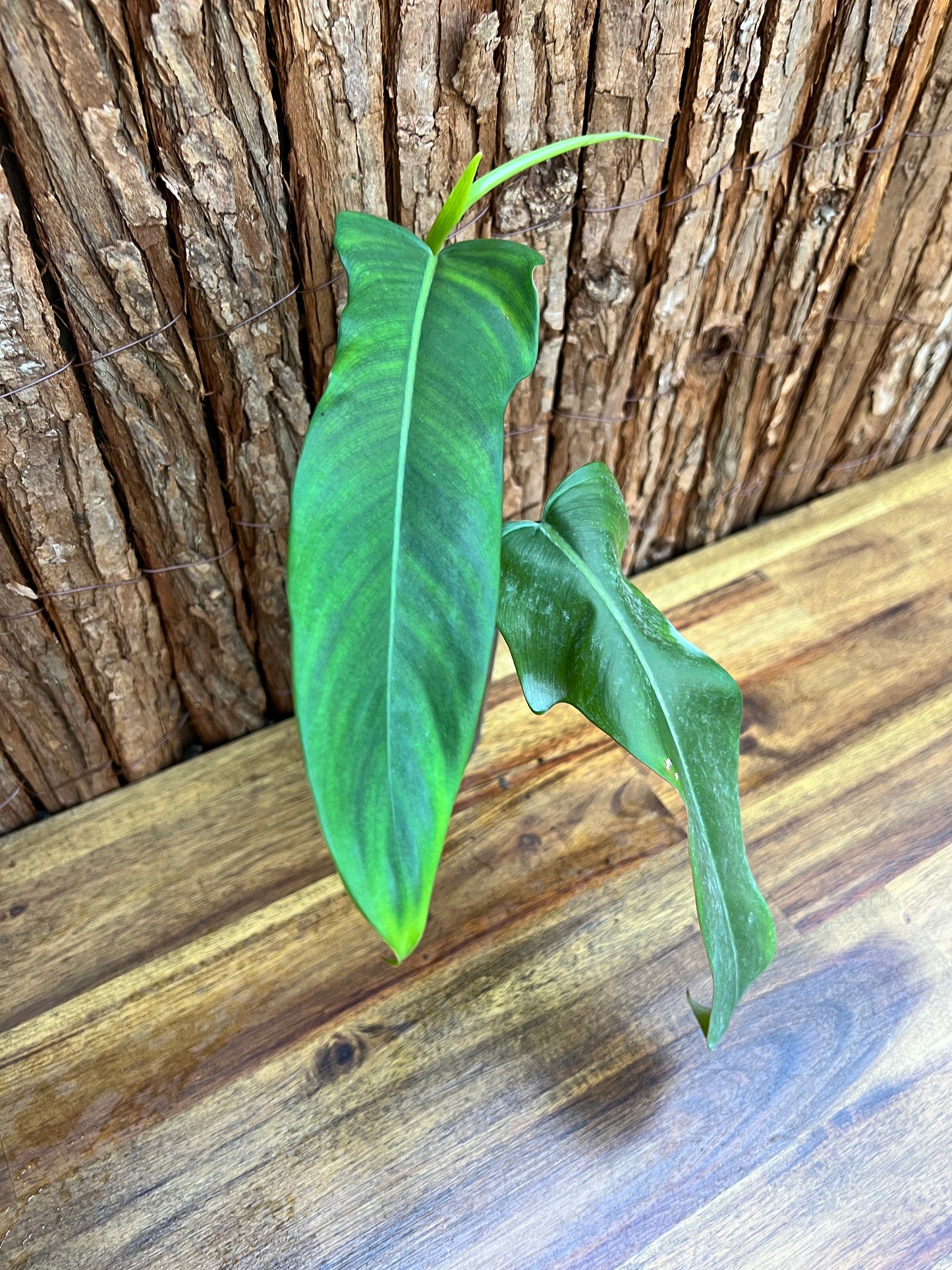 Philodendron Jerry Home B259