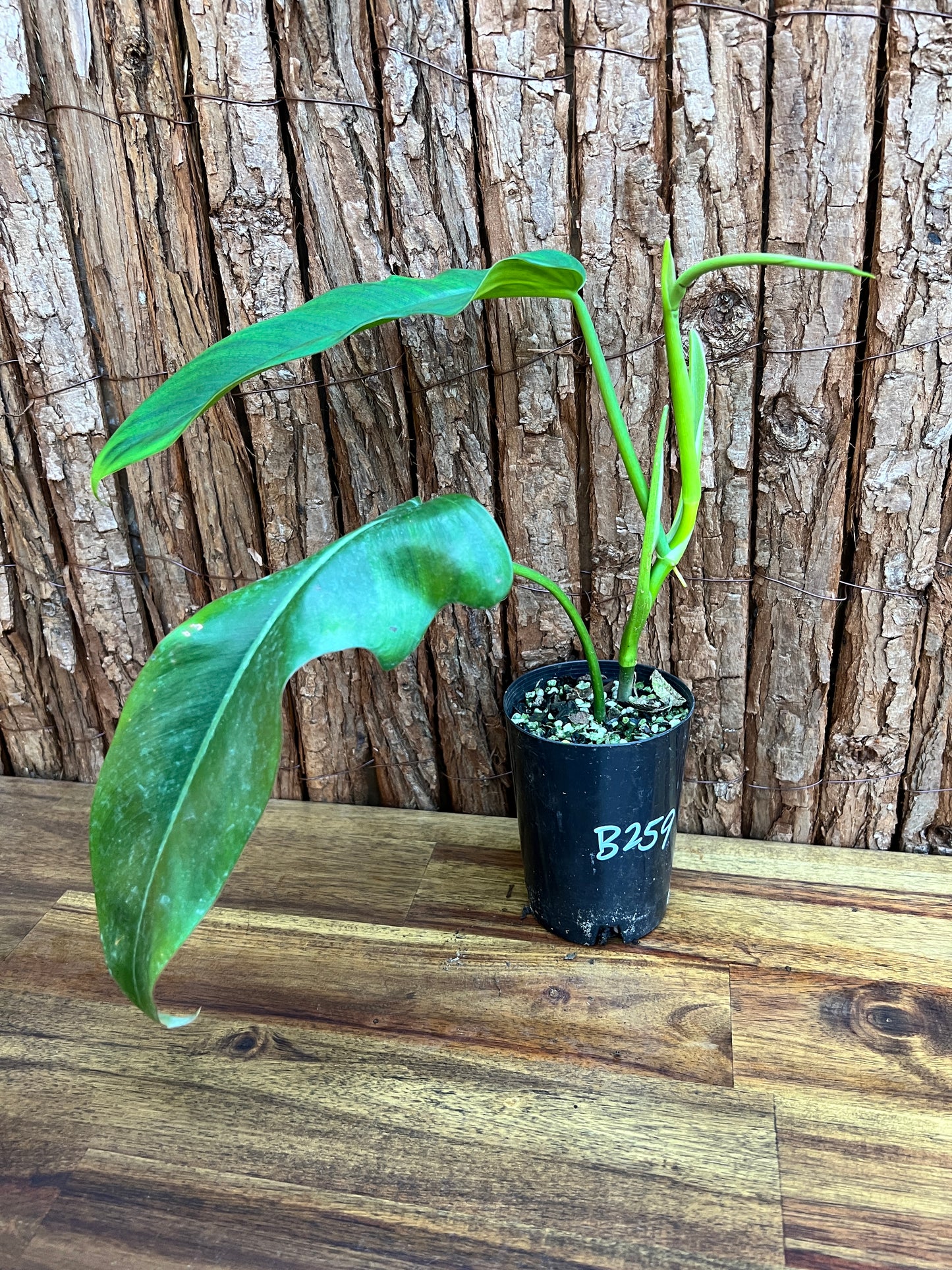 Philodendron Jerry Home B259