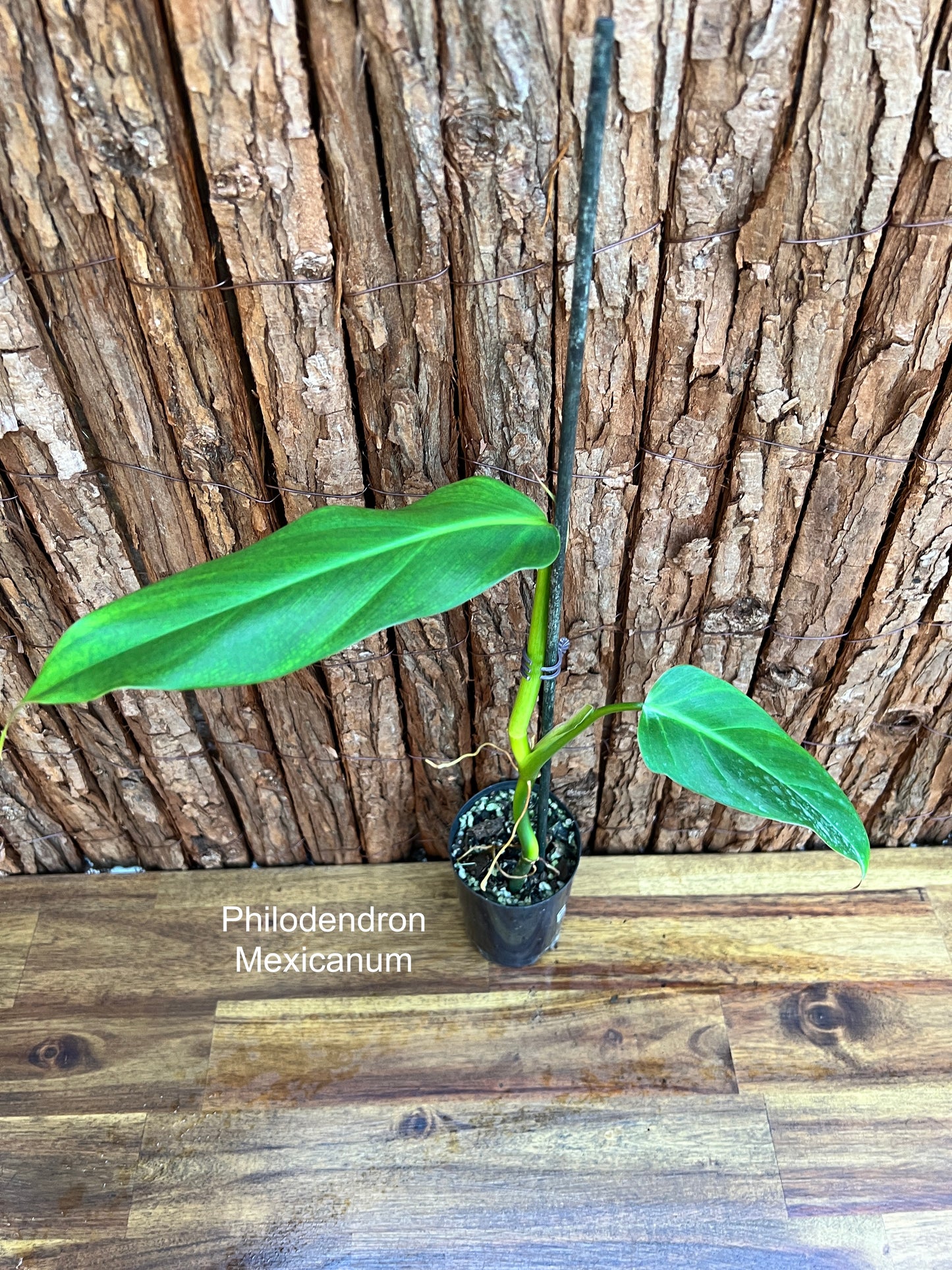 Philodendron Mexicanum B260