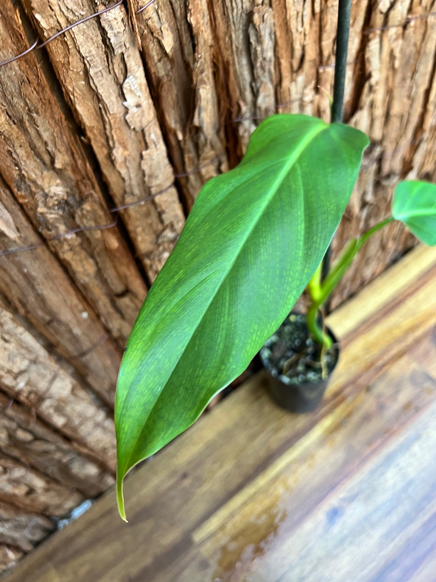 Philodendron Mexicanum B260